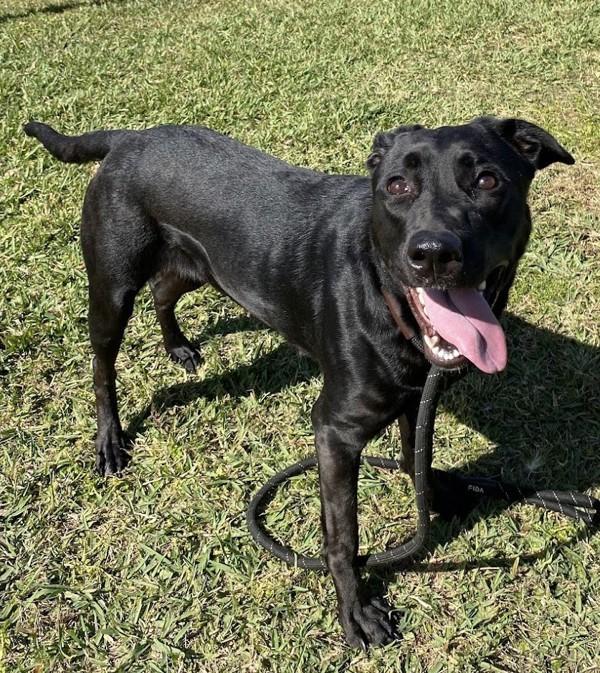 Enlarge Antoinette, a Adoptable mixed breed in Melbourne, FL image 4/5