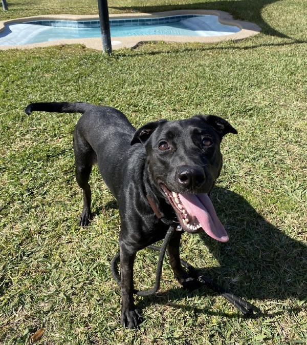 Enlarge Antoinette, a Adoptable mixed breed in Melbourne, FL image 5/5