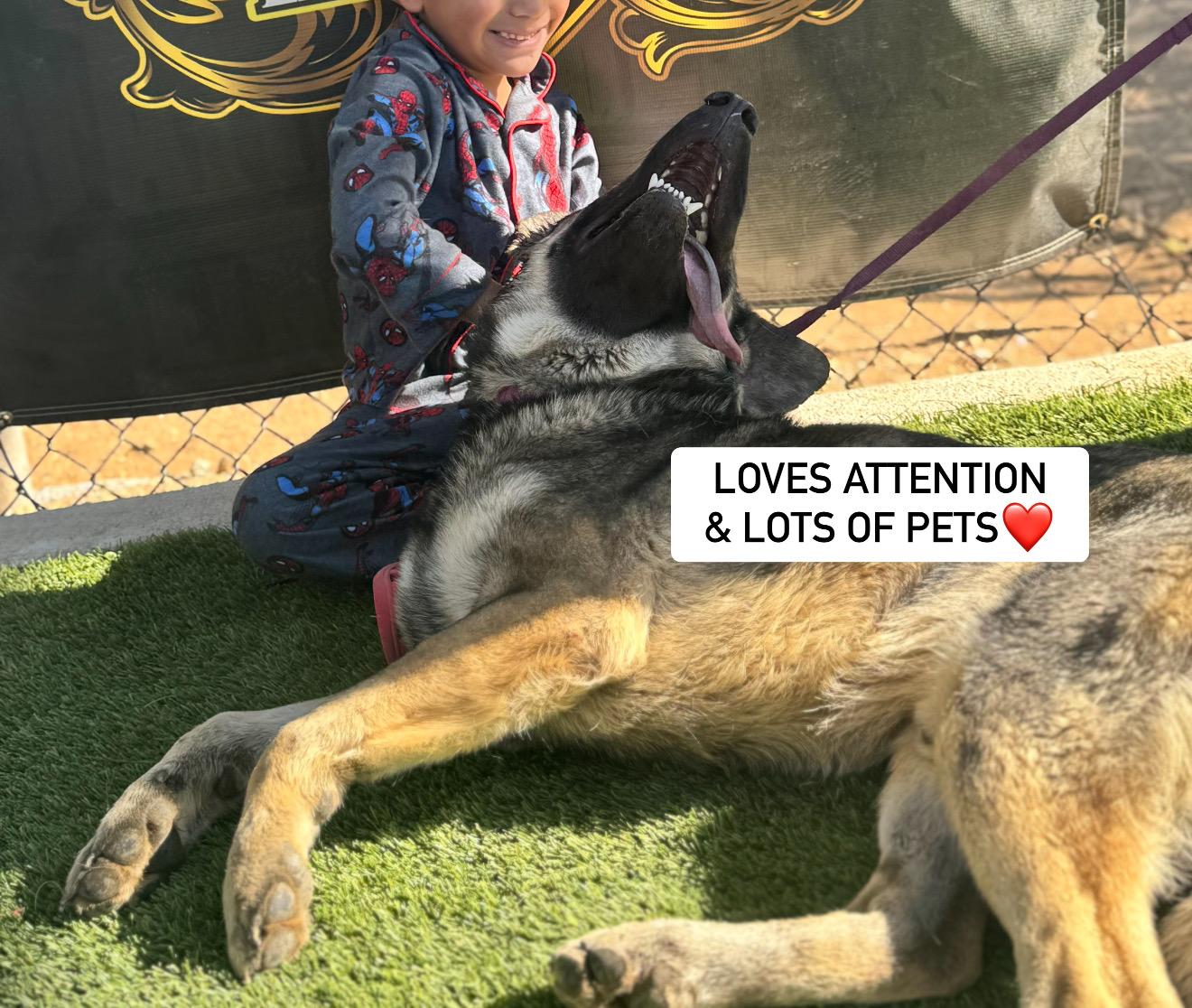 Enlarge ALPHA, a Adoptable German Shepherd Dog in Rockdale, TX image 2/3