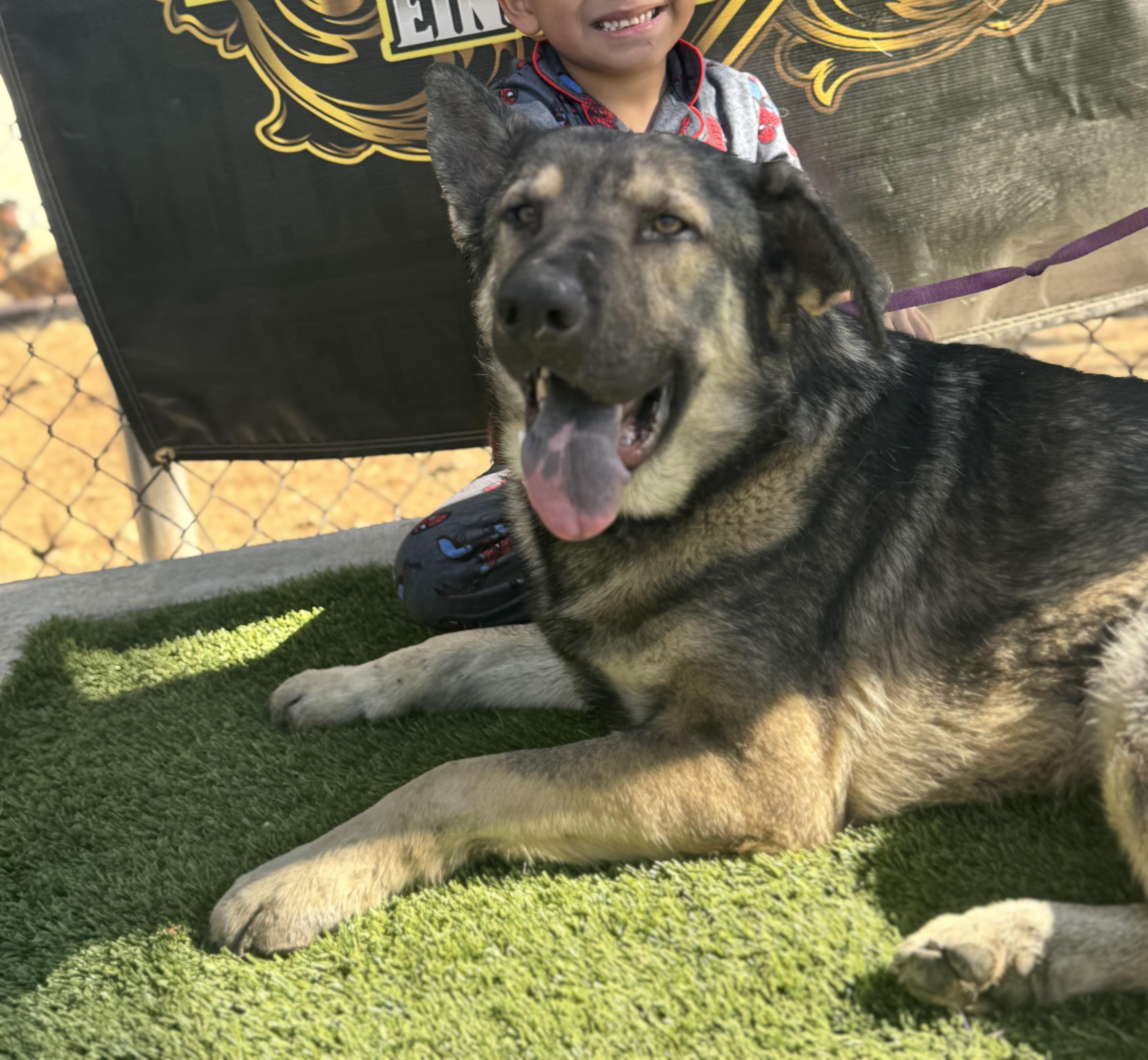 Enlarge ALPHA, a Adoptable German Shepherd Dog in Rockdale, TX image 3/3