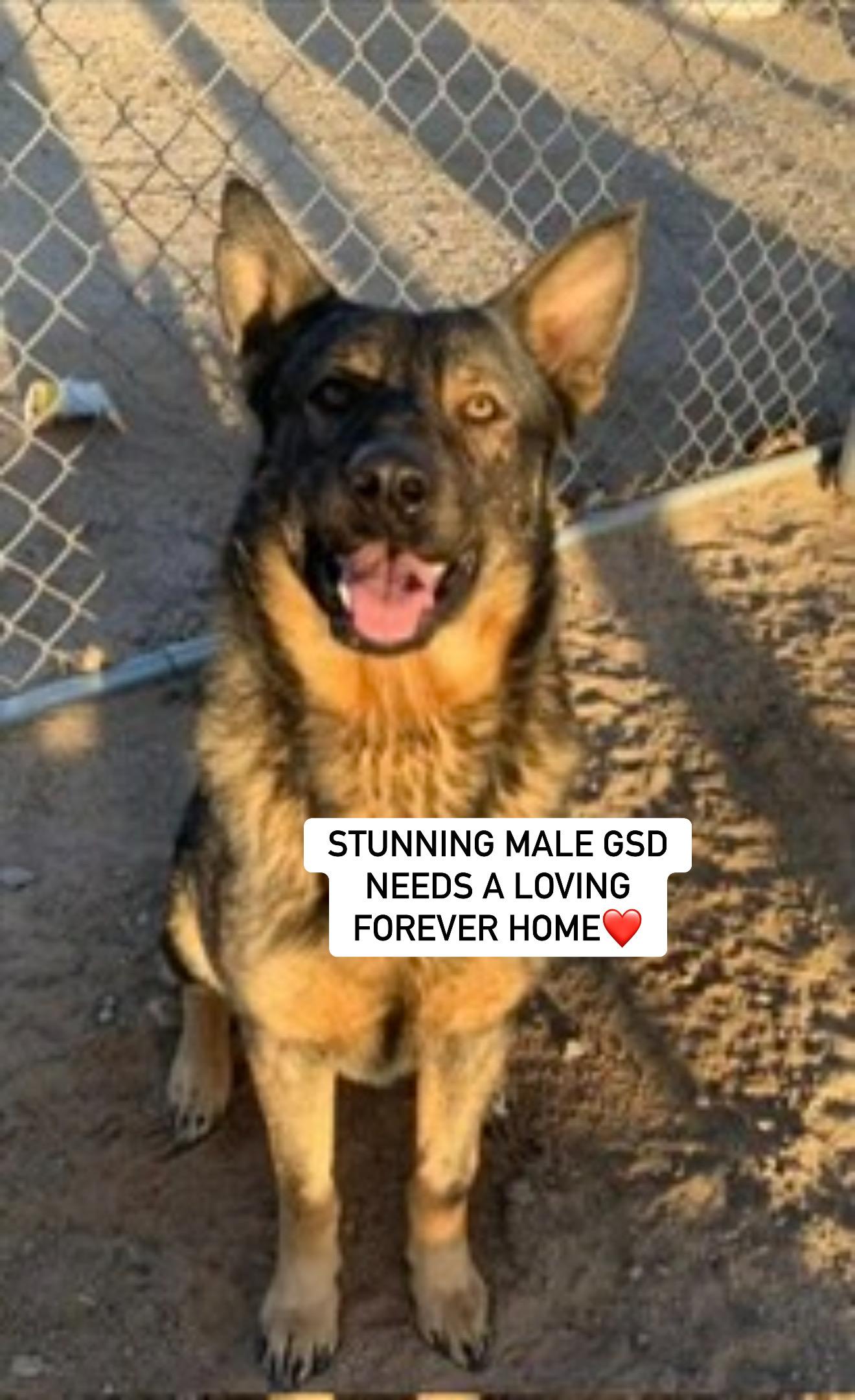 ALPHA, Adult Male German Shepherd Dog