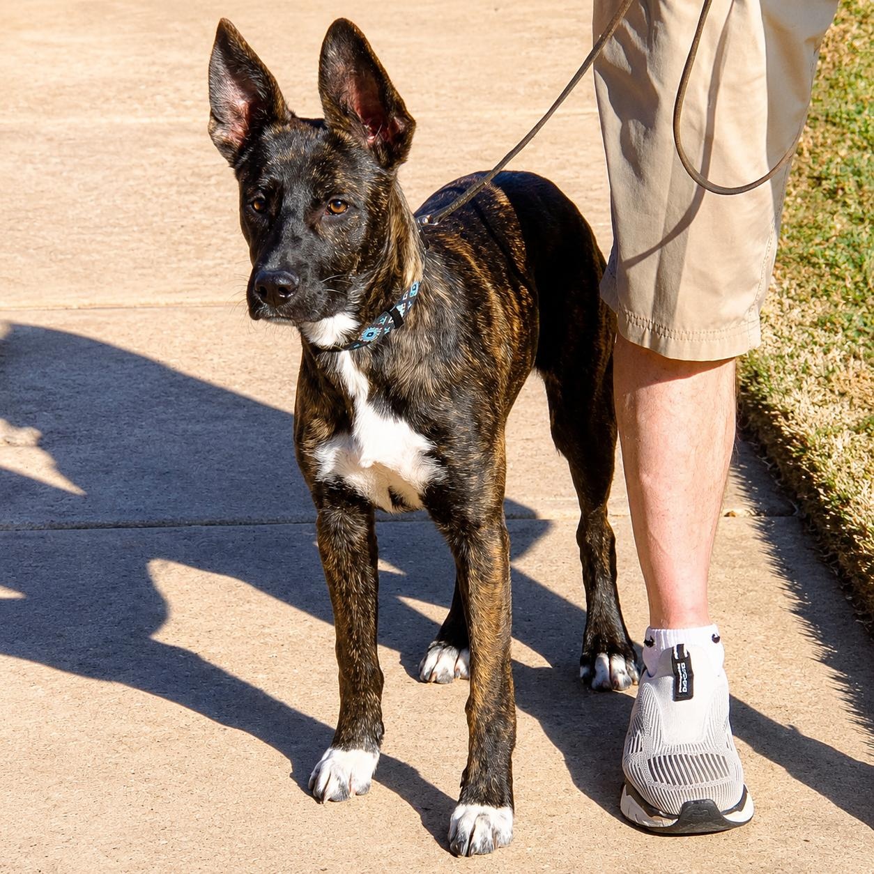 Enlarge Stewy, a ADOPTABLE mixed breed in Boston, MA image 3/4