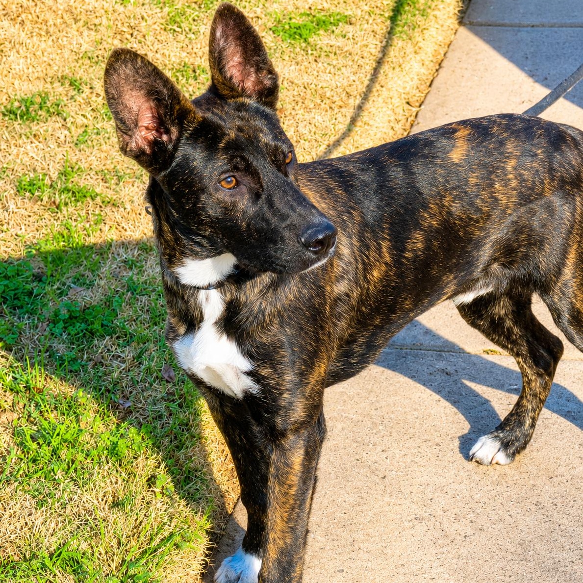 Enlarge Stewy, a ADOPTABLE mixed breed in Boston, MA image 4/4