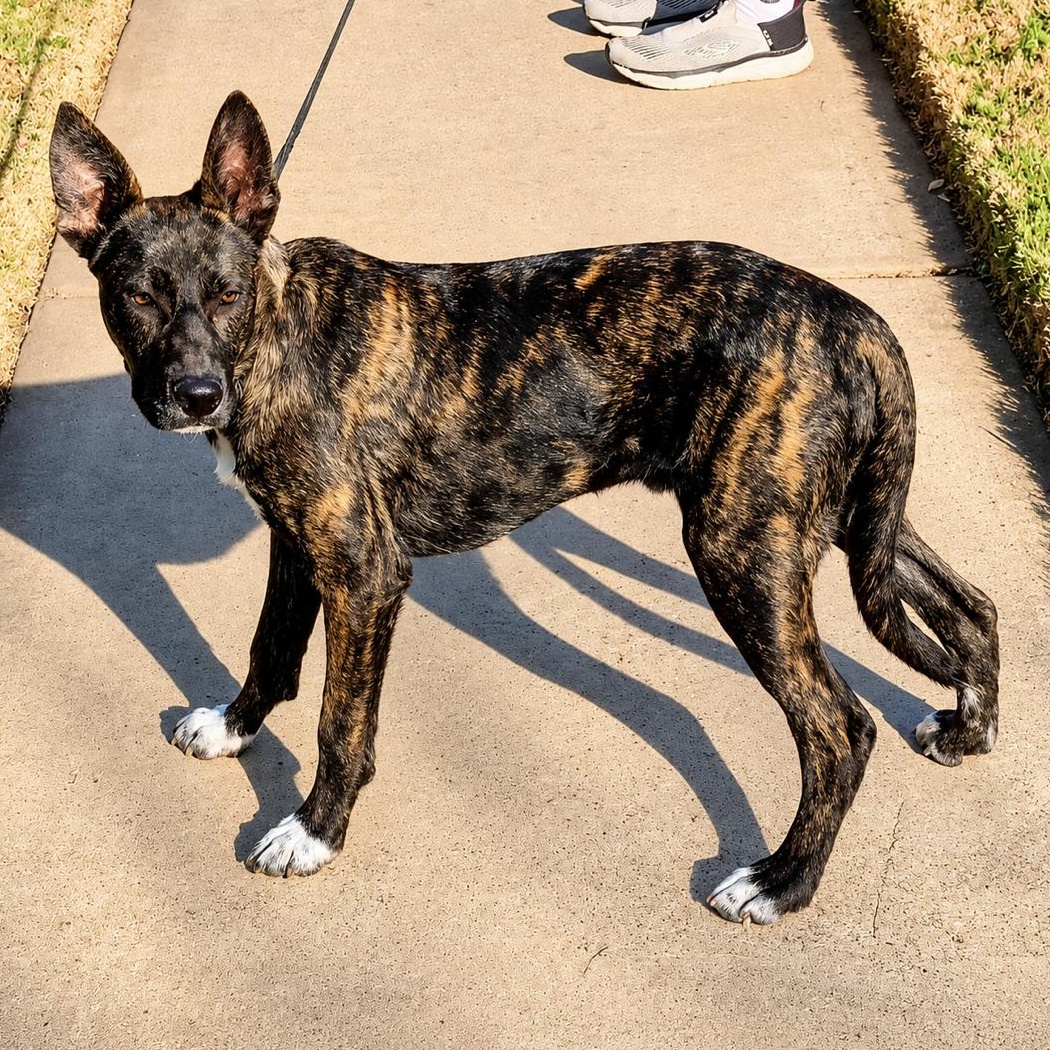 Enlarge Stewy, a ADOPTABLE mixed breed in Boston, MA image 1/4
