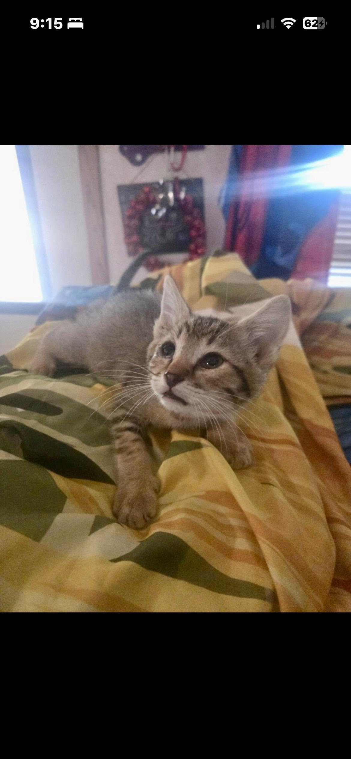 Enlarge Hunter, a ADOPTABLE Abyssinian in Carnegie, OK image 2/4