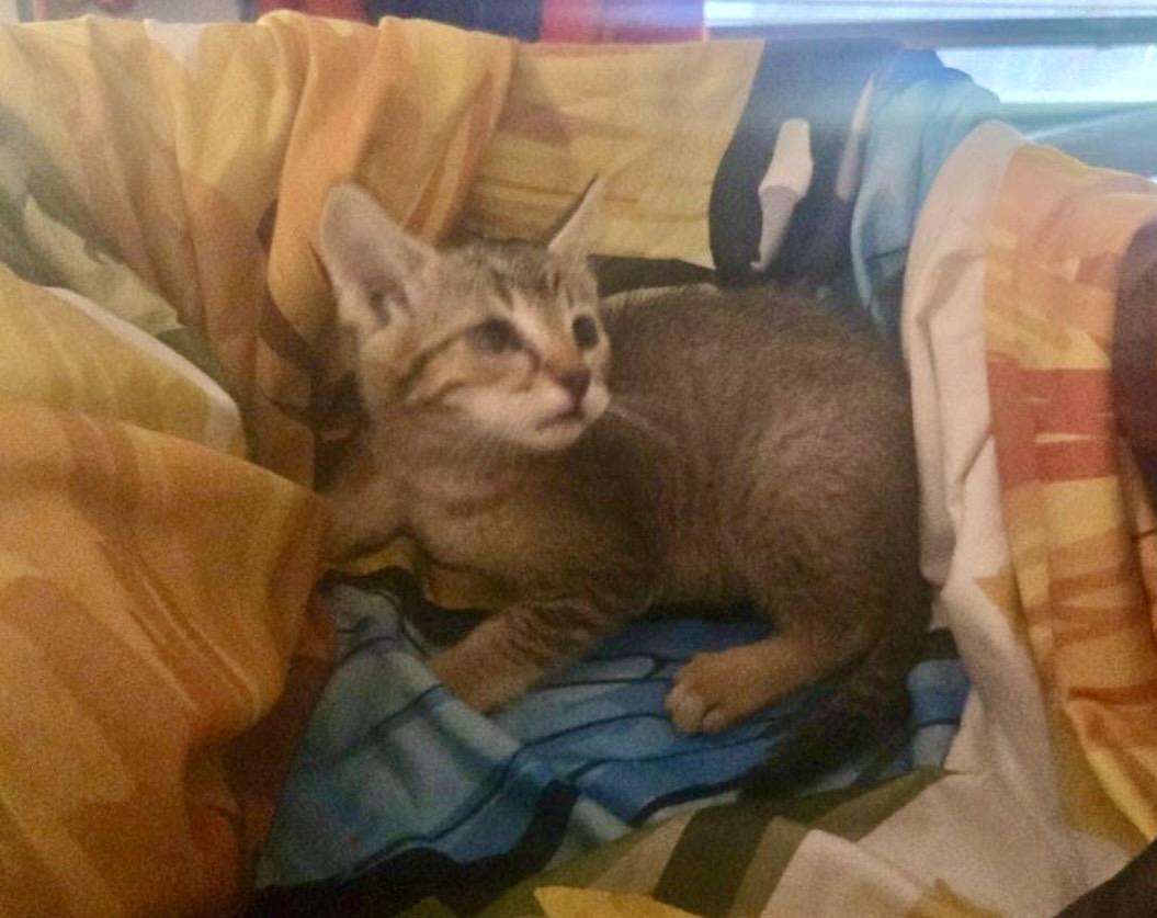Enlarge Hunter, a ADOPTABLE Abyssinian in Carnegie, OK image 4/4