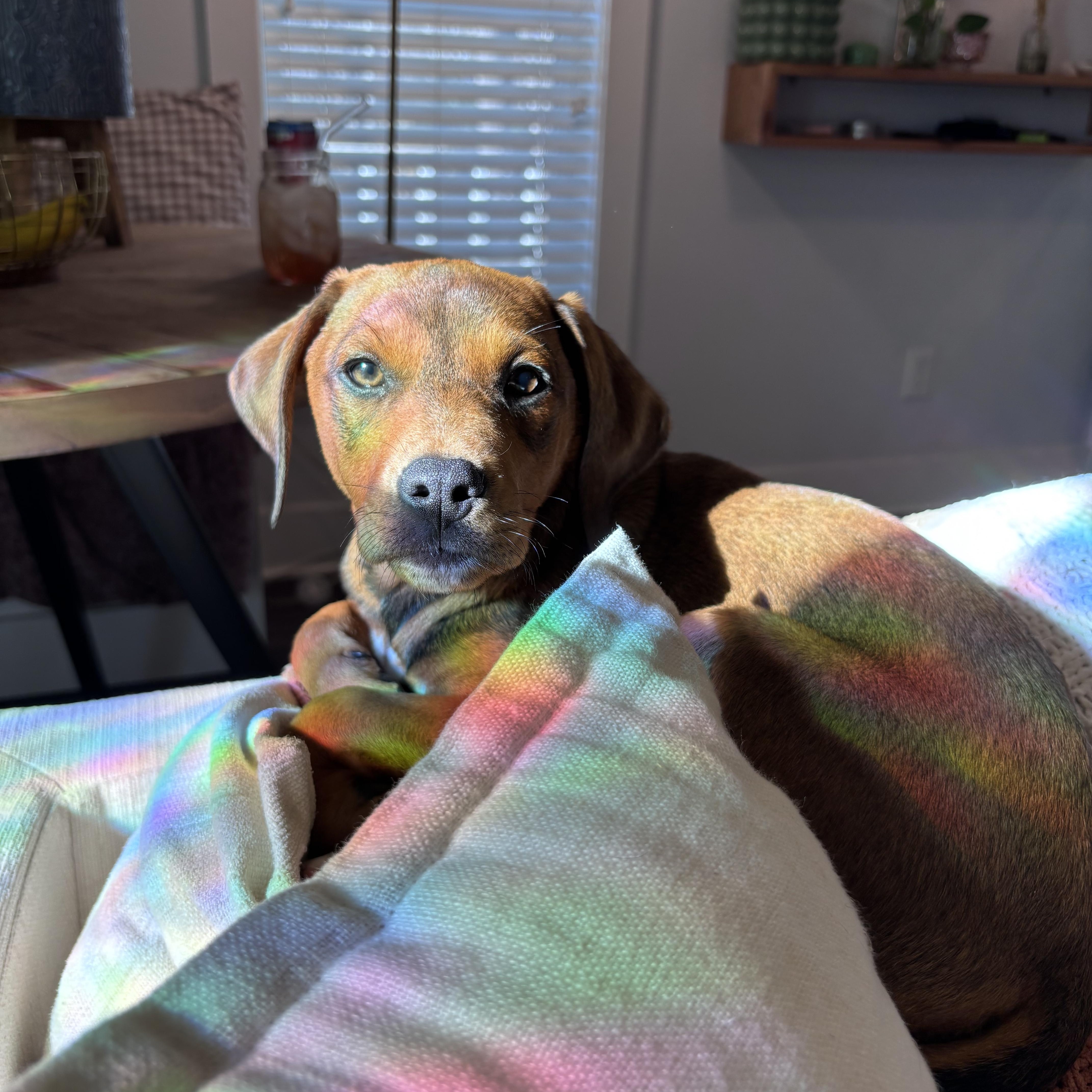 Enlarge Montana, a Adoptable mixed breed in Charlotte, NC image 4/4