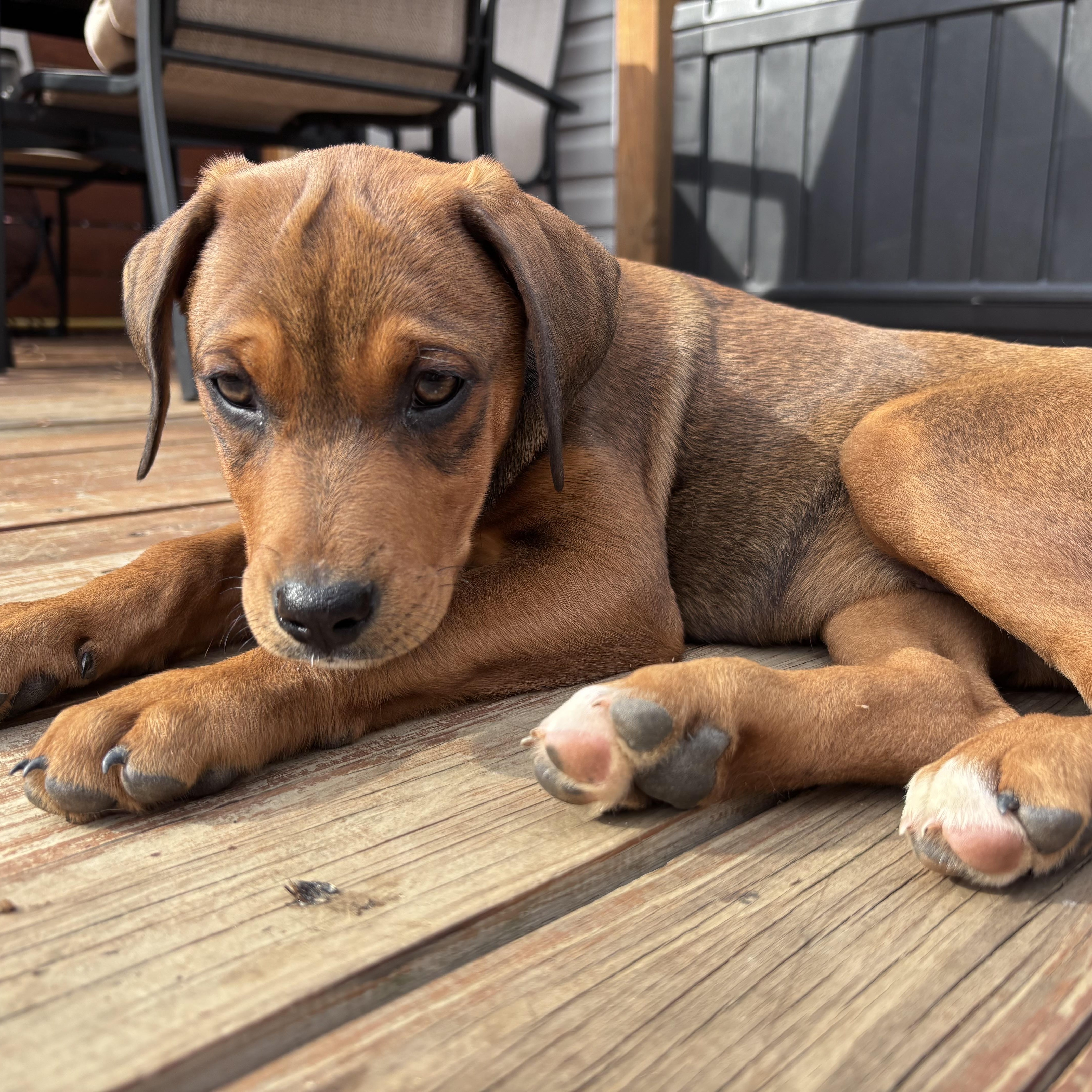 Enlarge Montana, a Adoptable mixed breed in Charlotte, NC image 3/4