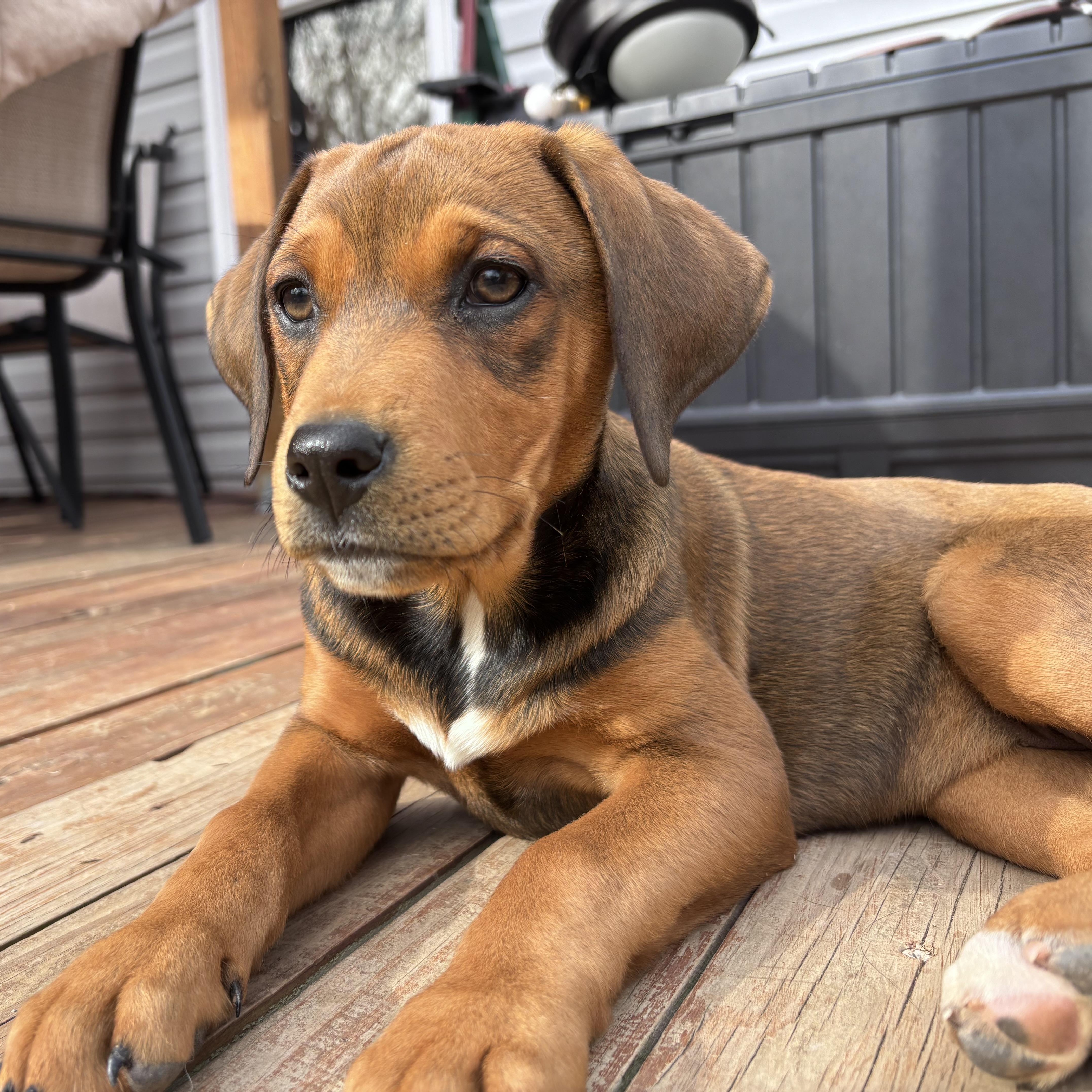 Enlarge Montana, a Adoptable mixed breed in Charlotte, NC image 1/4