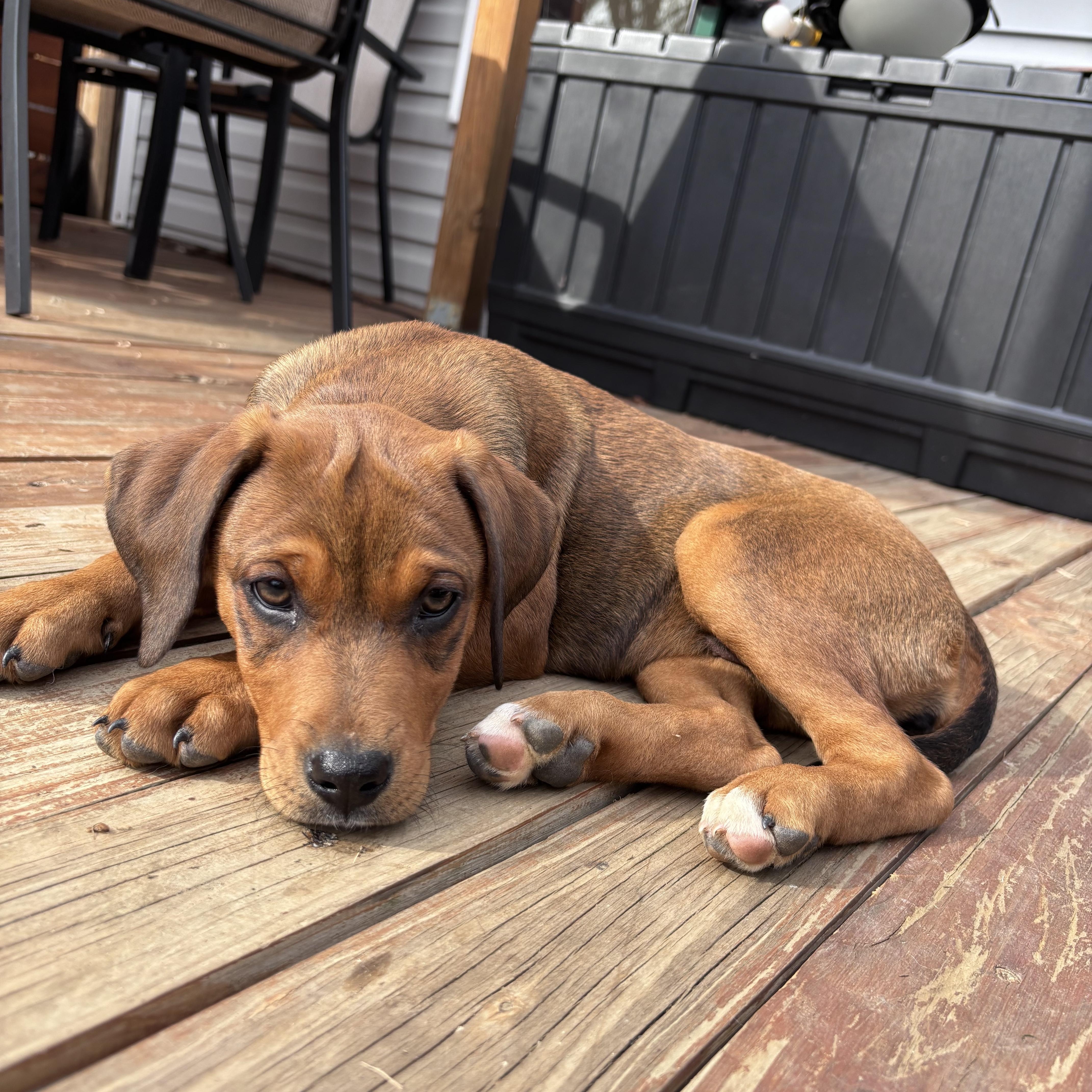 Enlarge Montana, a Adoptable mixed breed in Charlotte, NC image 2/4