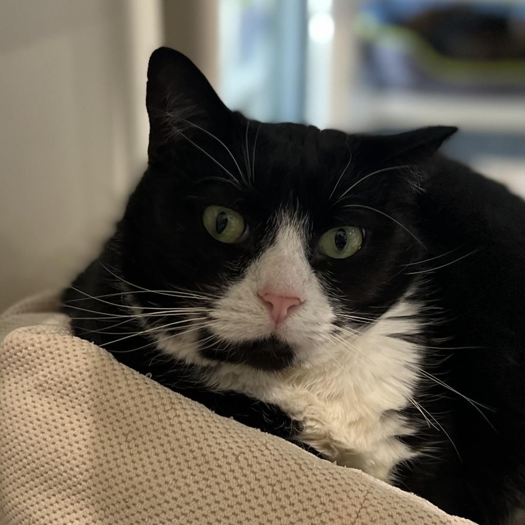 Twinkle 1 — thumbnail 3