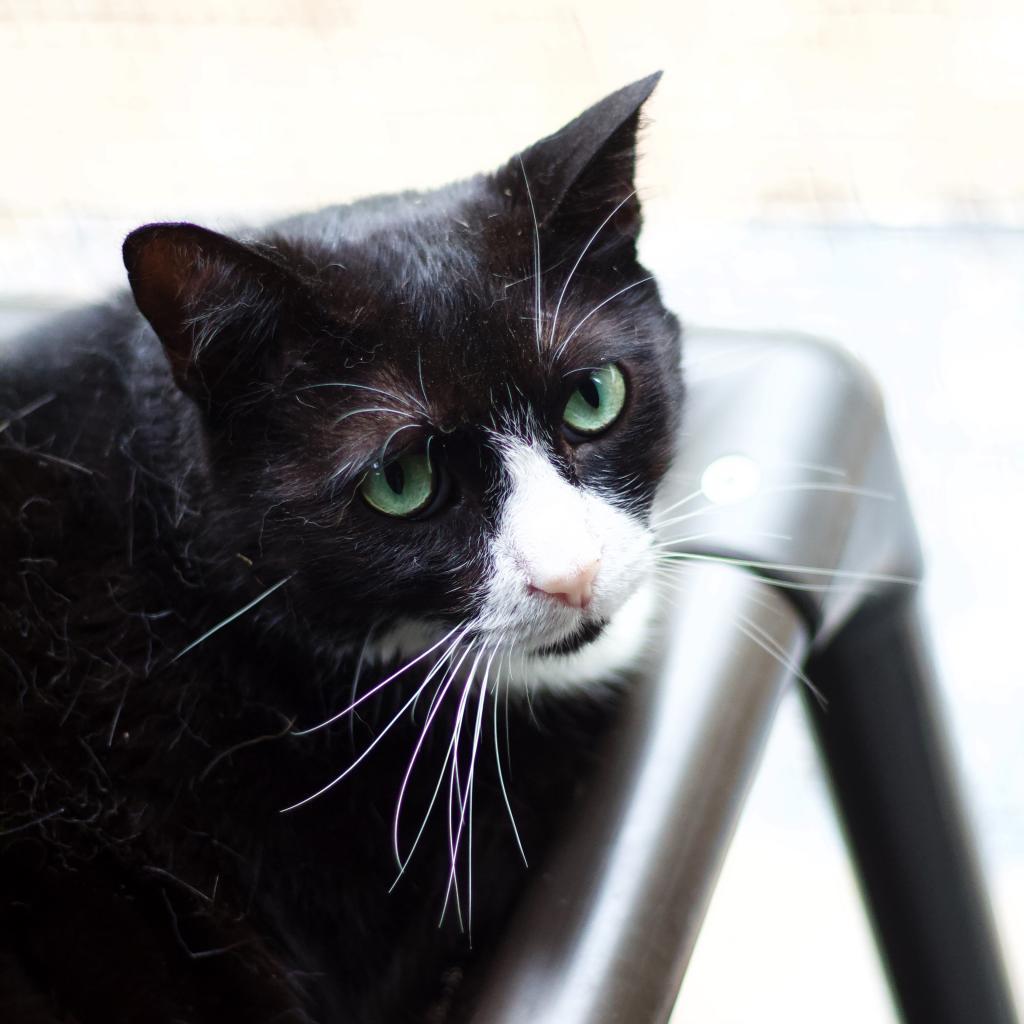 Twinkle 1 — thumbnail 4