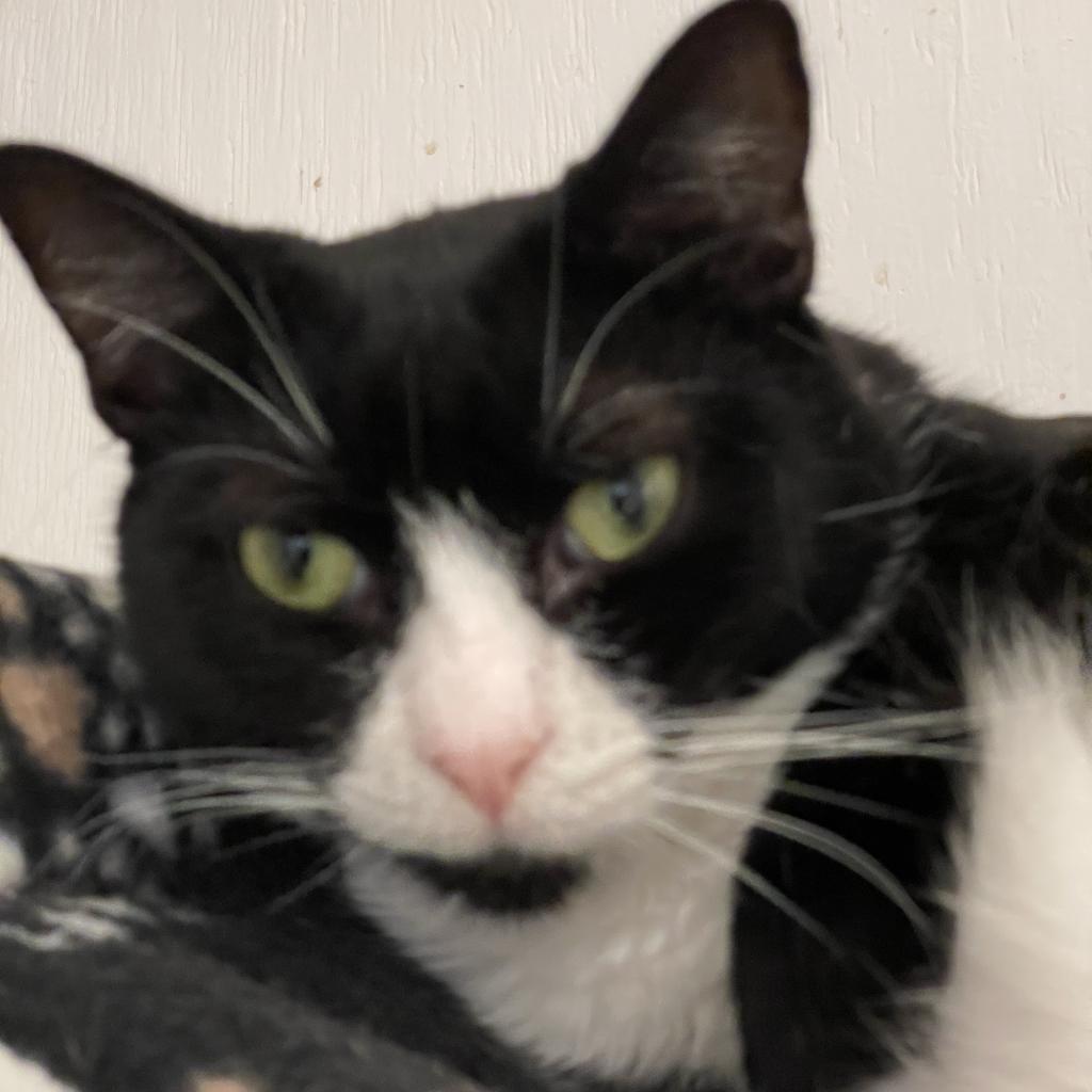 Twinkle 1 — thumbnail 6