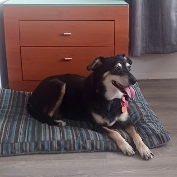 Enlarge Selkie, a Adopted mixed breed in New York, NY image 1/8