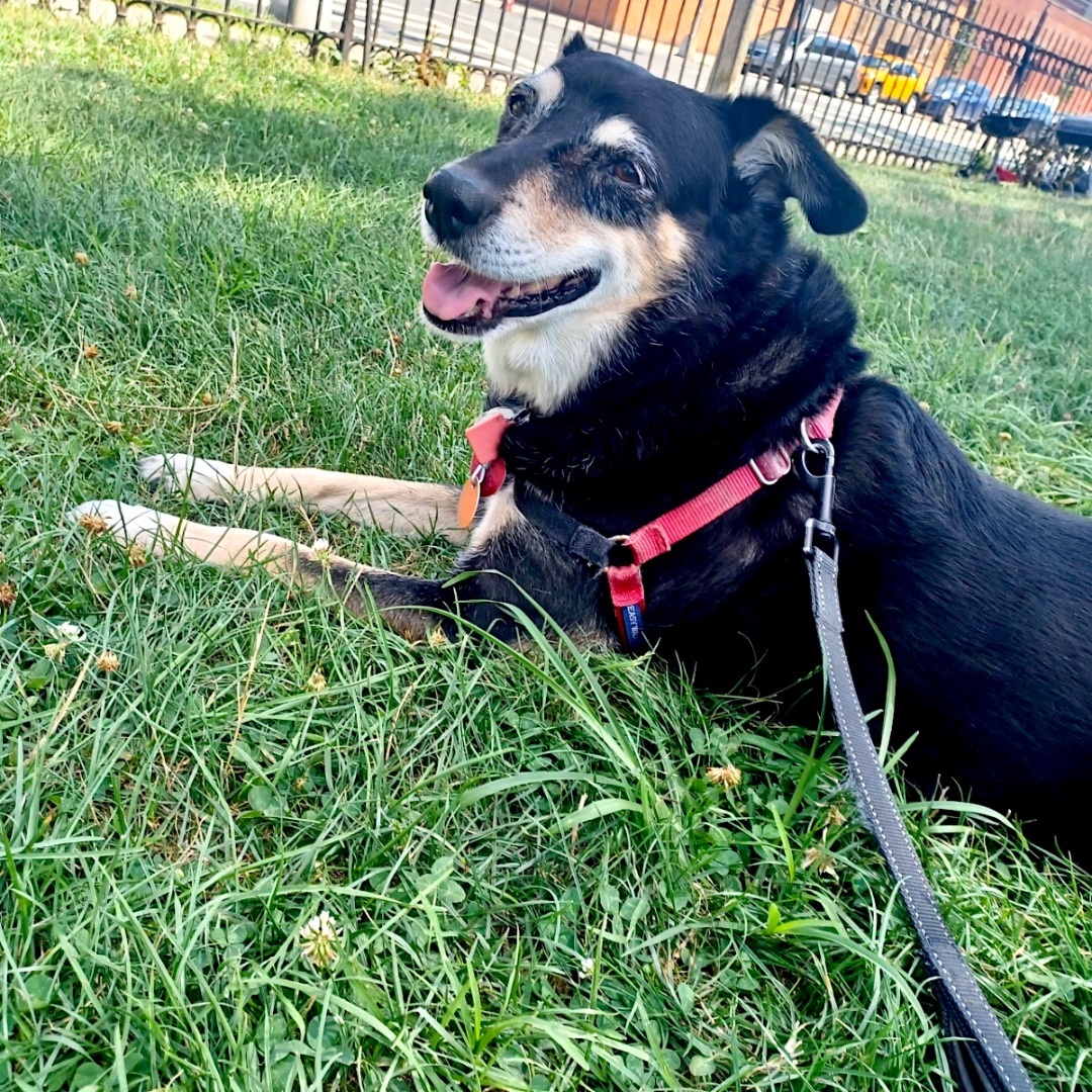 Enlarge Selkie, a Adopted mixed breed in New York, NY image 2/8