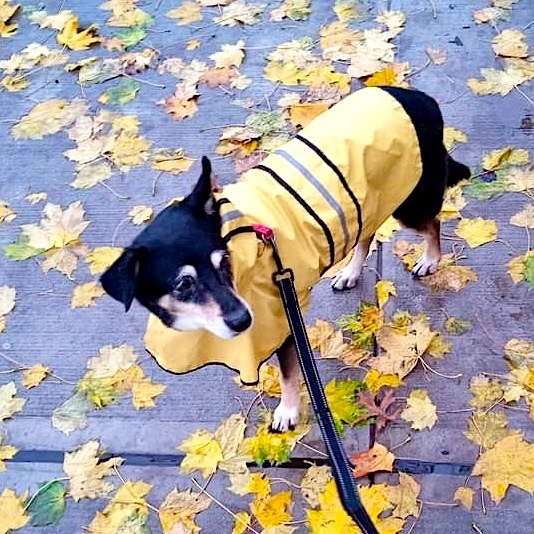 Enlarge Selkie, a Adopted mixed breed in New York, NY image 3/8