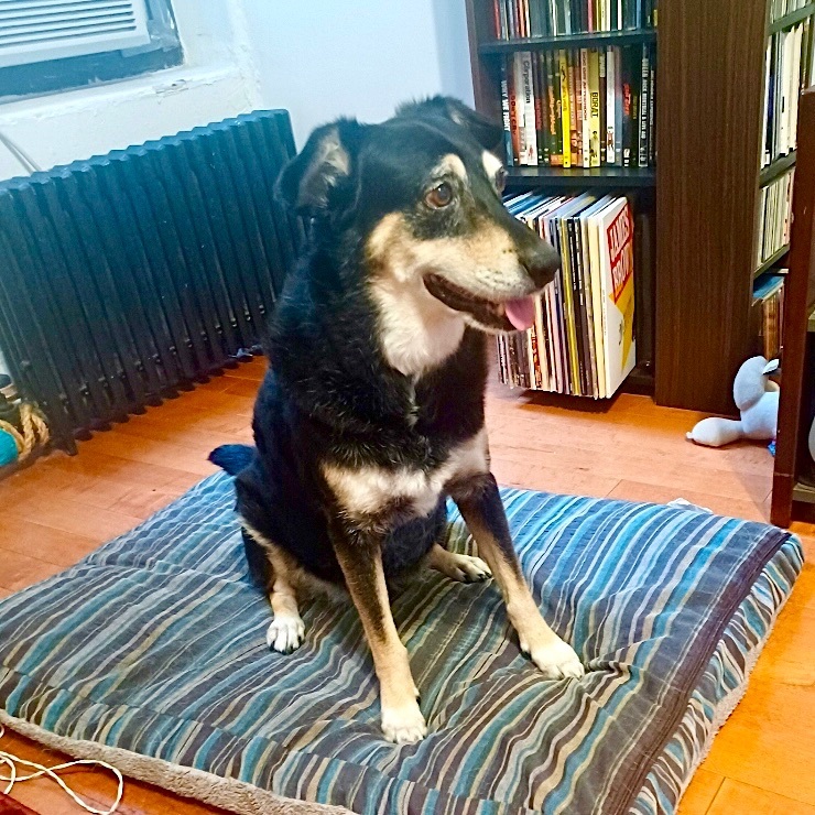 Enlarge Selkie, a Adopted mixed breed in New York, NY image 4/8