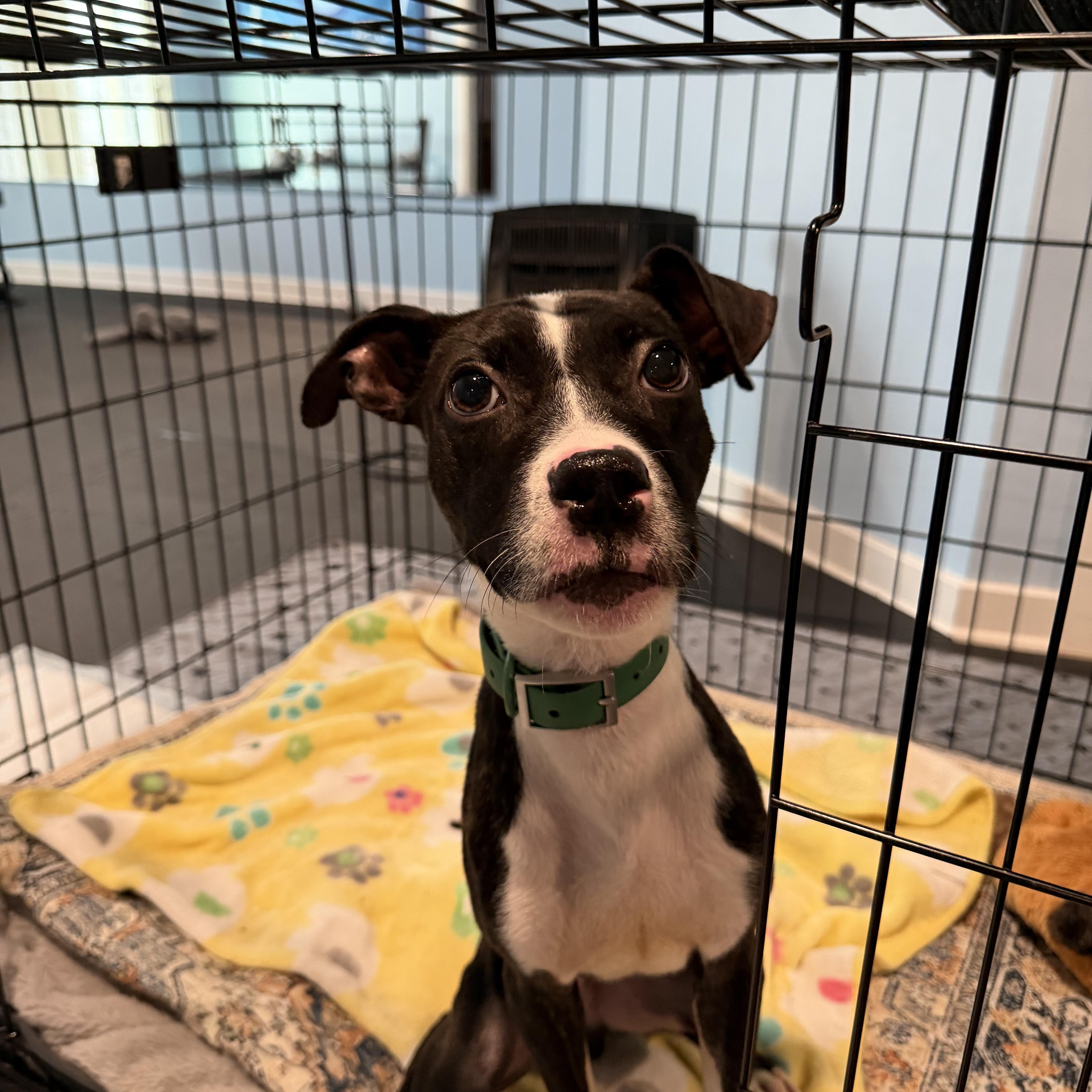 Enlarge Griswold, a ADOPTABLE Mixed Breed in Medford, NJ image 2/5