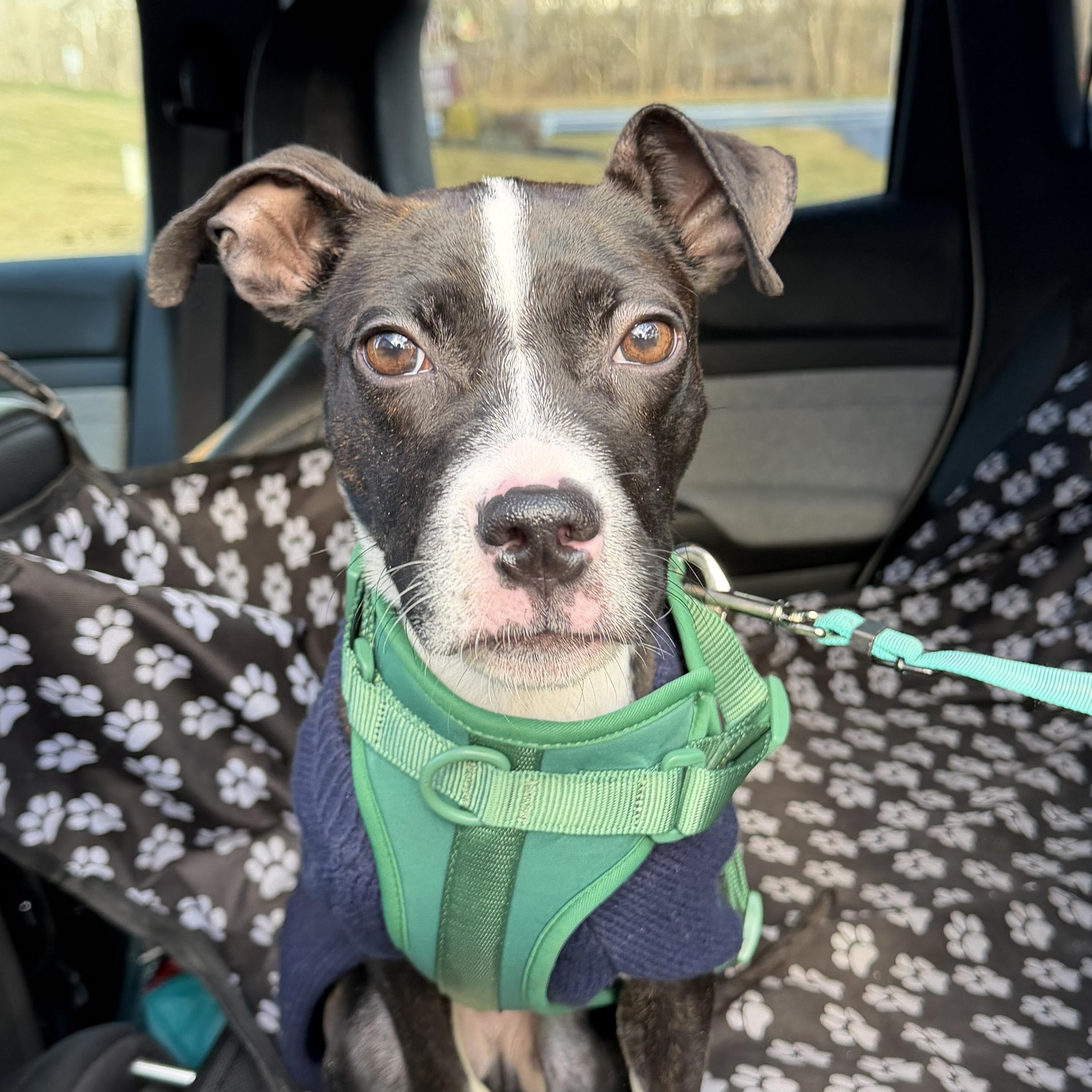 Enlarge Griswold, a ADOPTABLE Mixed Breed in Medford, NJ image 1/5