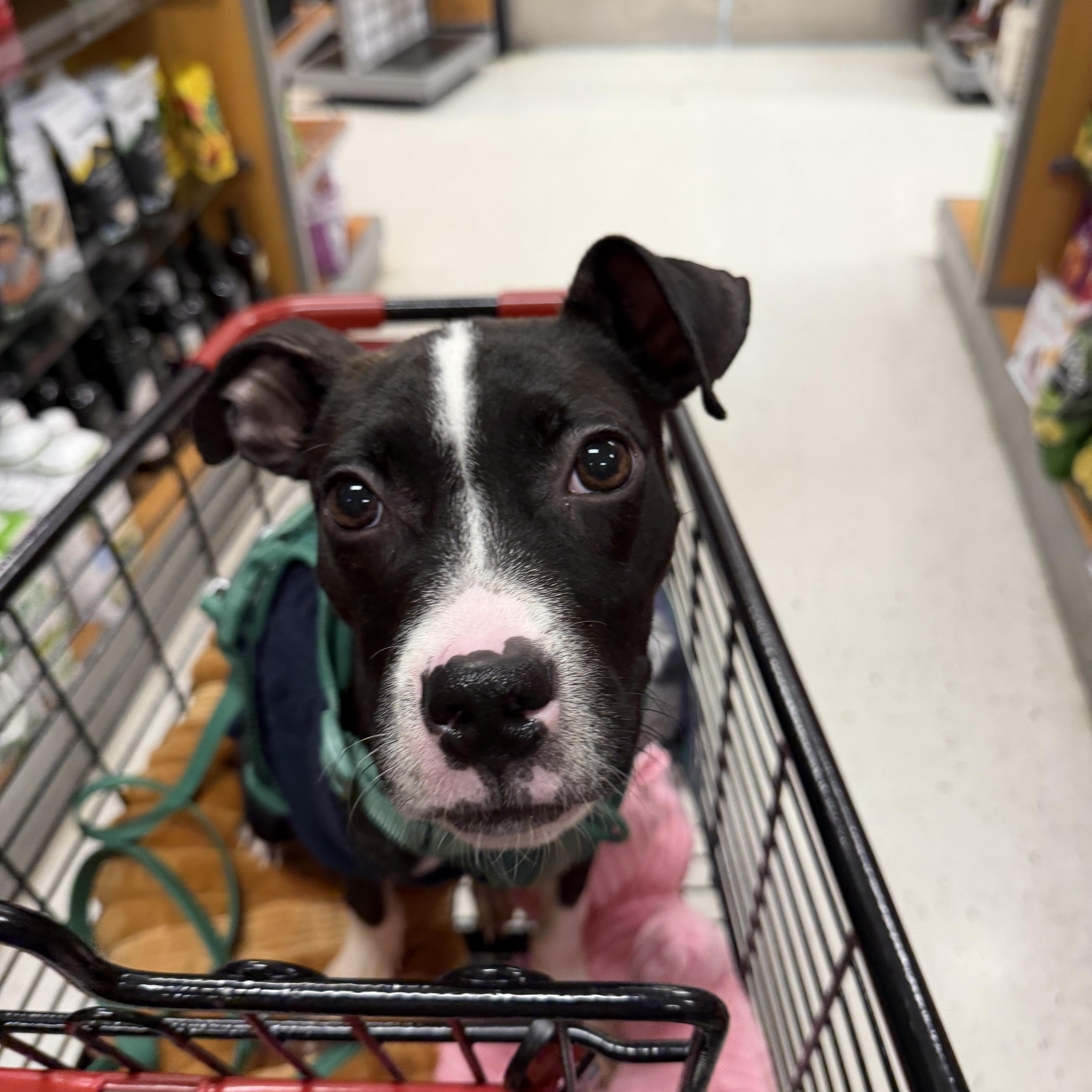 Enlarge Griswold, a ADOPTABLE Mixed Breed in Medford, NJ image 4/5