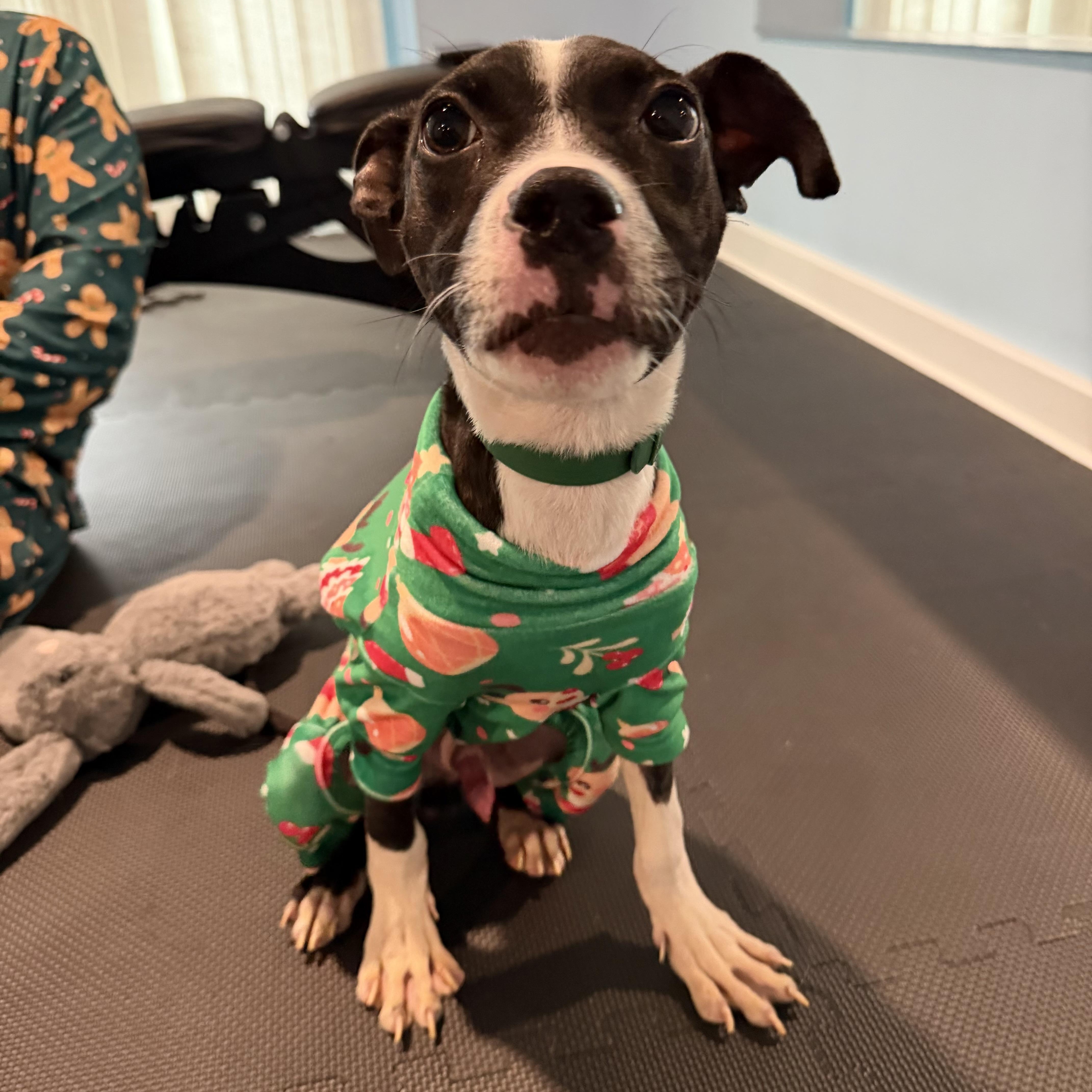 Enlarge Griswold, a ADOPTABLE Mixed Breed in Medford, NJ image 5/5