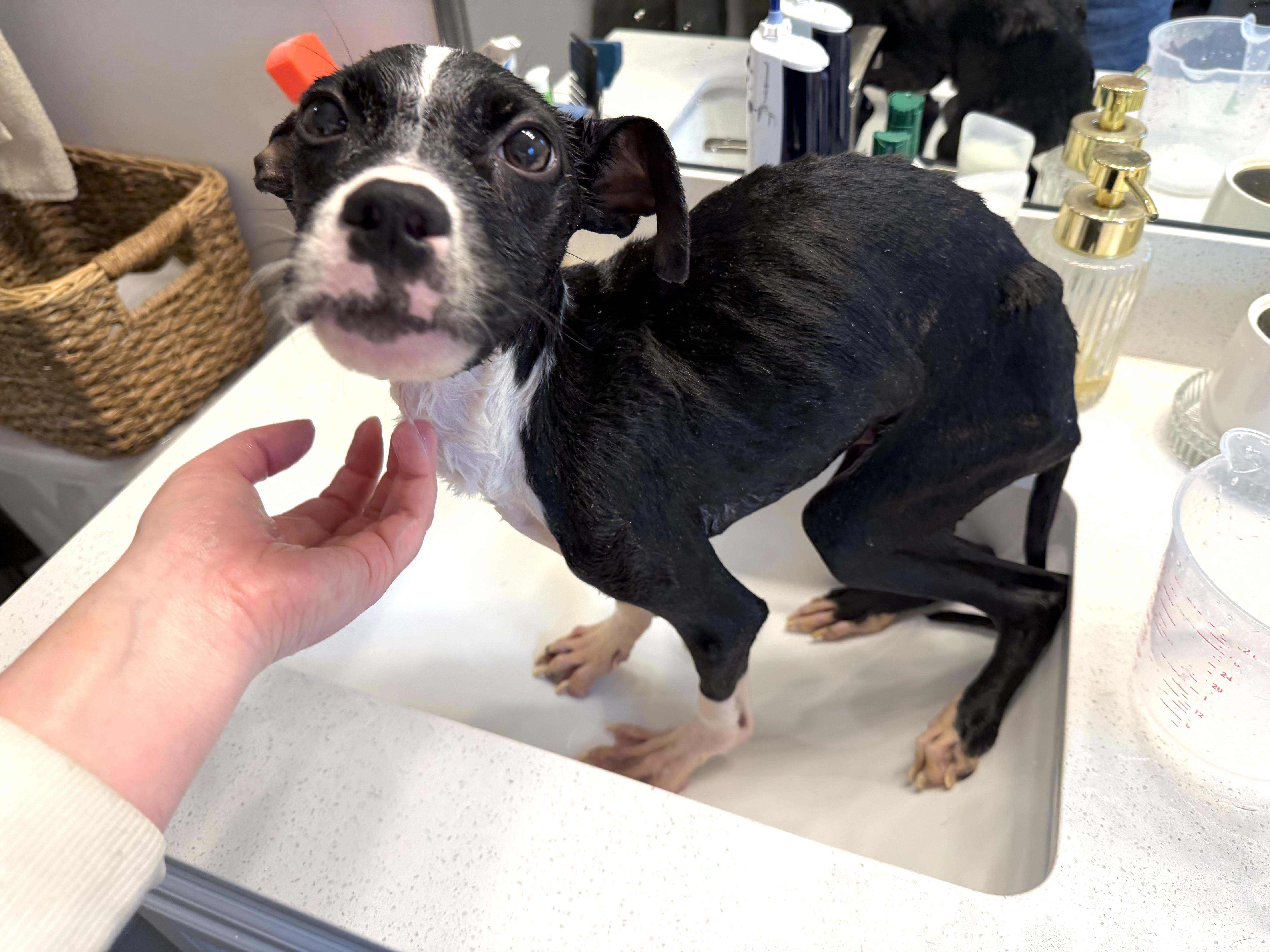 Enlarge Griswold, a ADOPTABLE Mixed Breed in Medford, NJ image 3/5