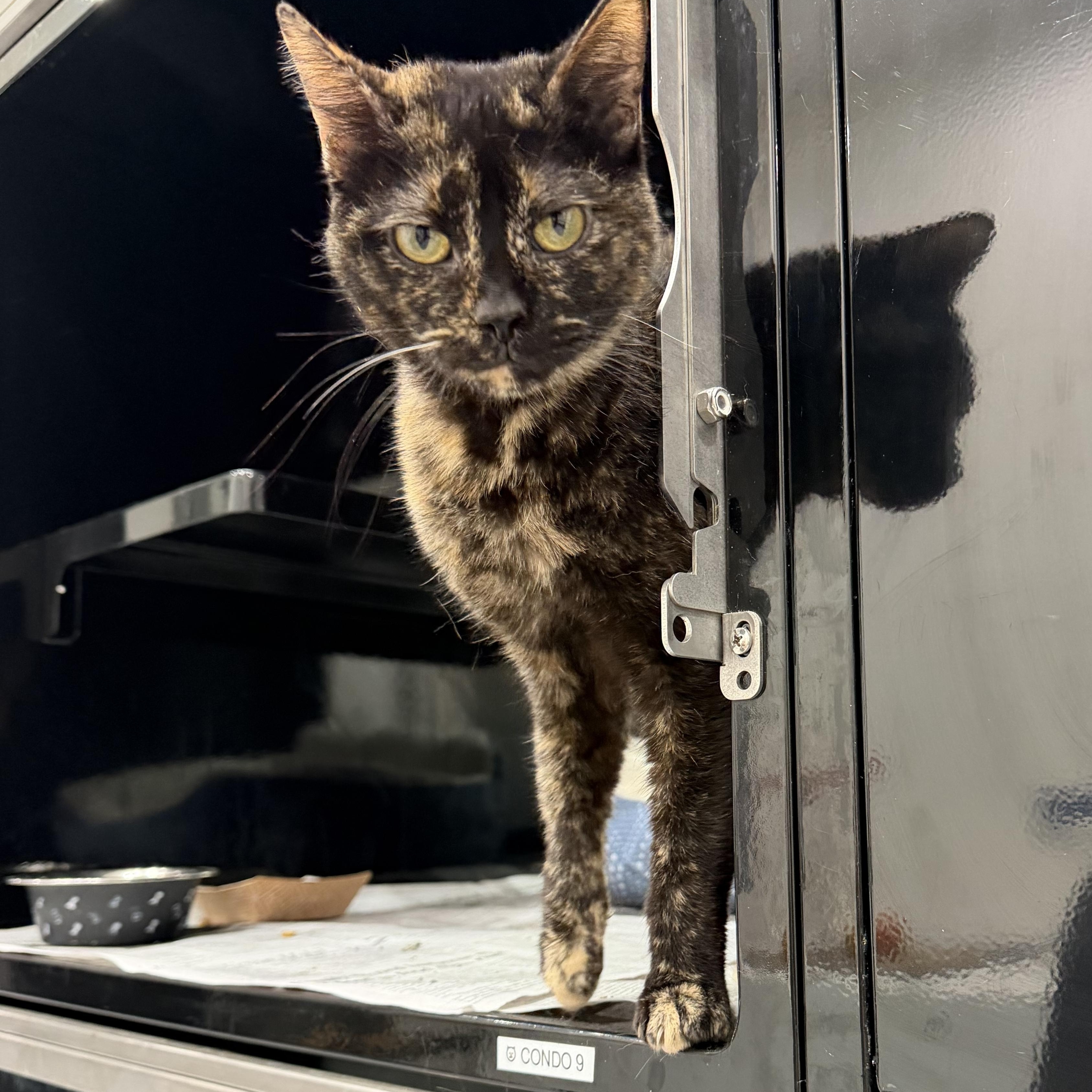Aguillar, an adopted Domestic Short Hair in Sherman, TX image 2/4