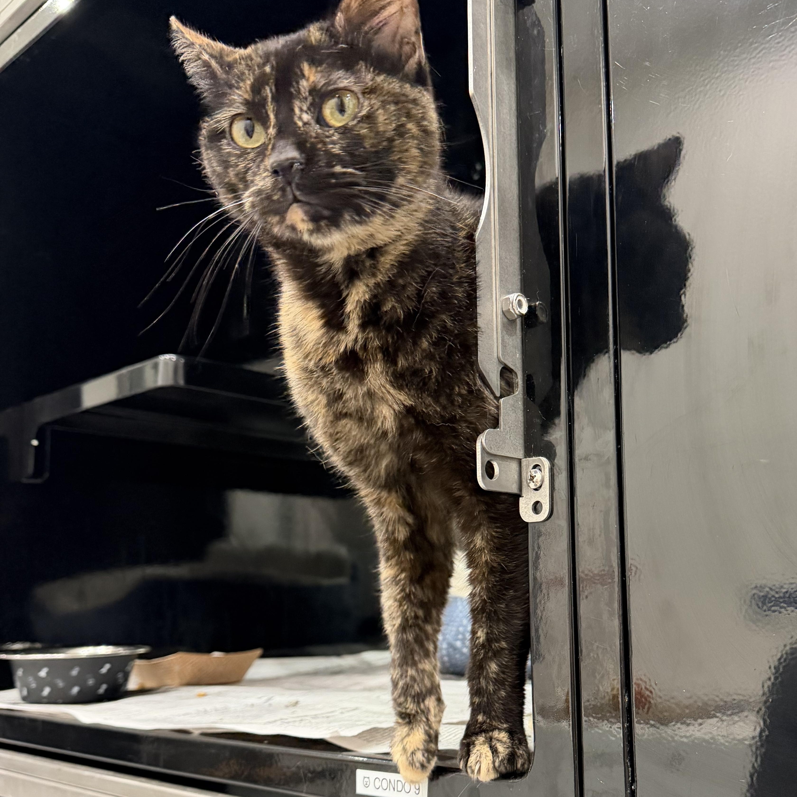 Aguillar, adopted, Adult Female Domestic Short Hair.