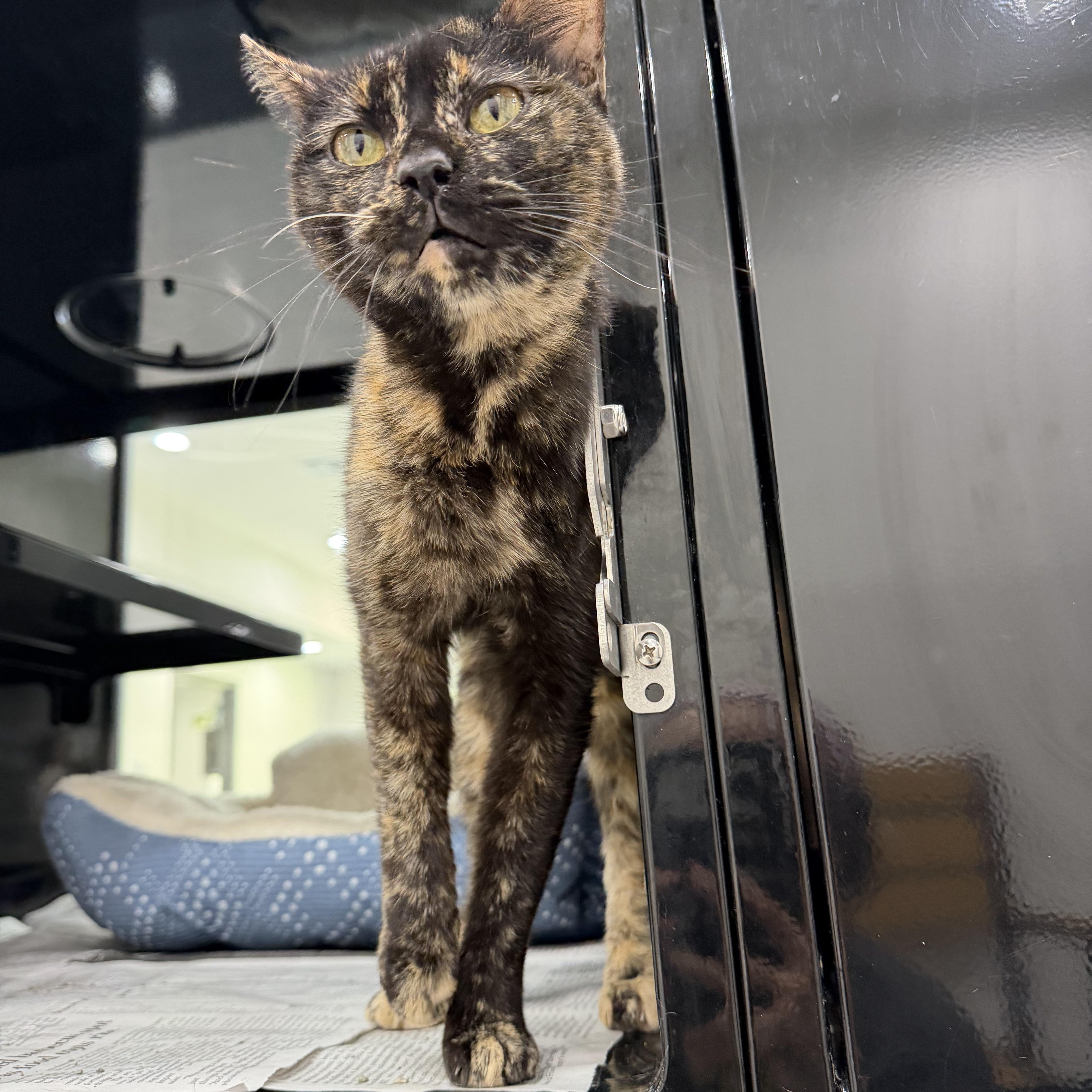 Aguillar, an adopted Domestic Short Hair in Sherman, TX image 3/4