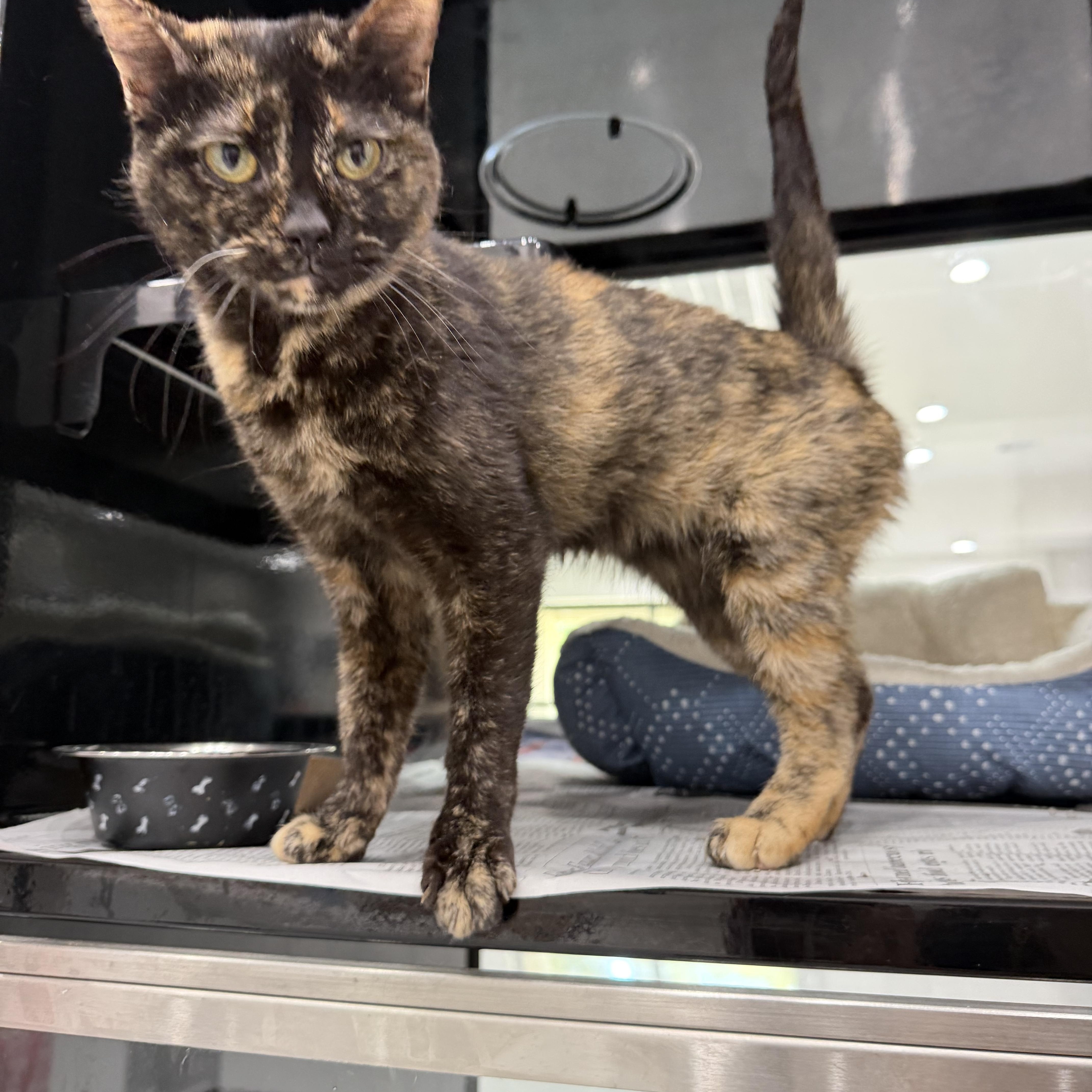 Aguillar, an adopted Domestic Short Hair in Sherman, TX image 4/4