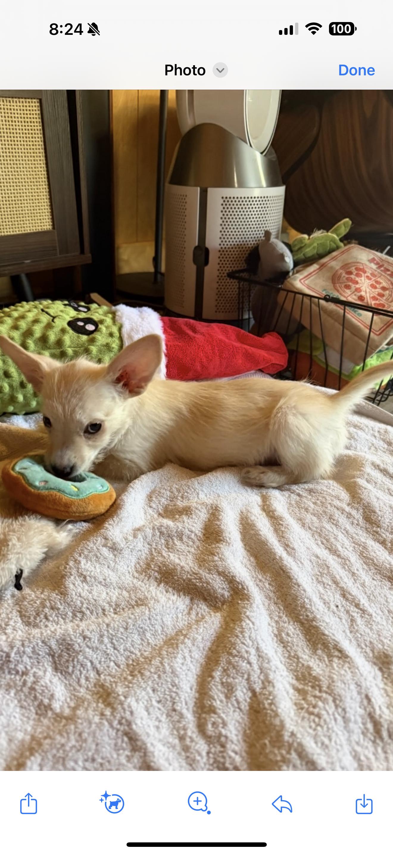 Chihuahua Puppies, a Adoptable Chihuahua in North Hollywood , CA image 2/5