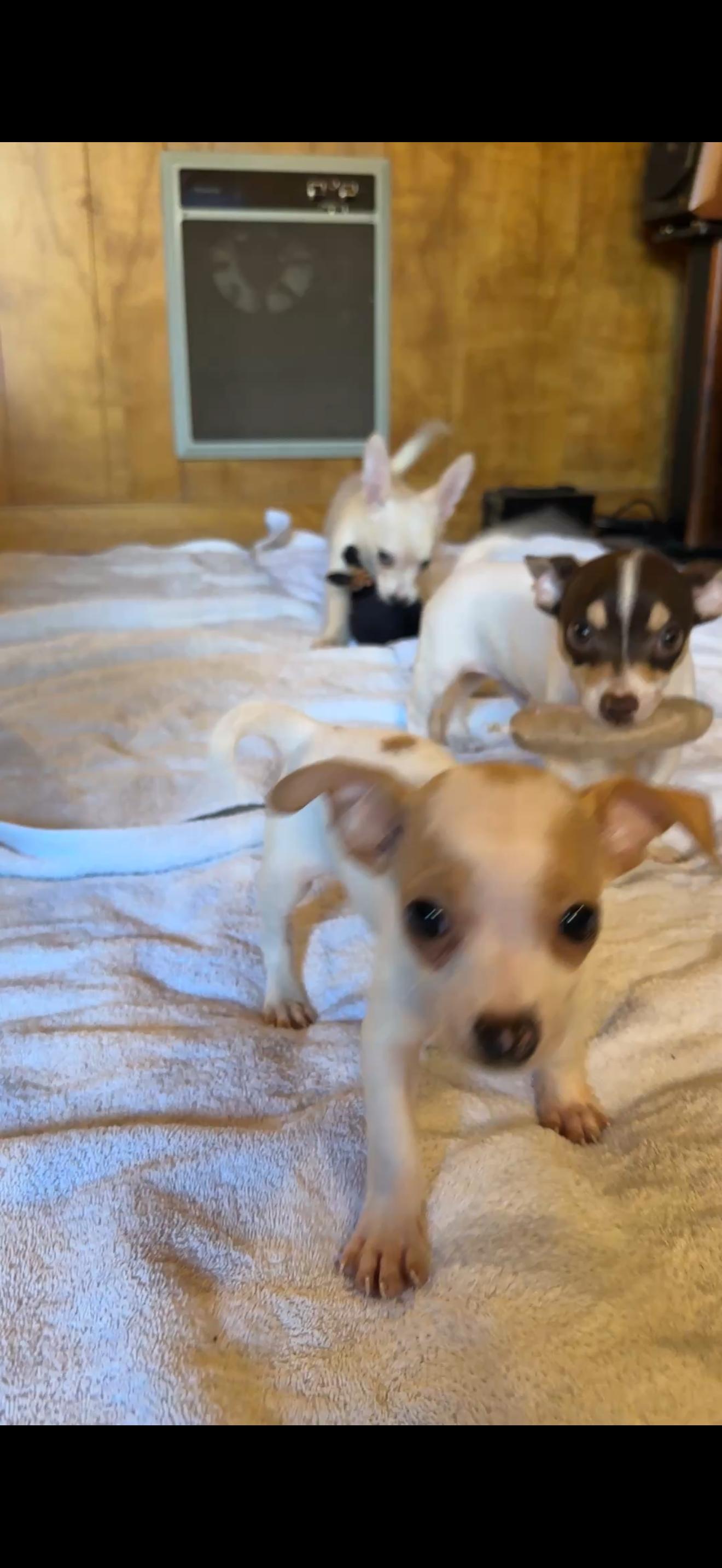 Chihuahua Puppies, a Adoptable Chihuahua in North Hollywood , CA image 3/5
