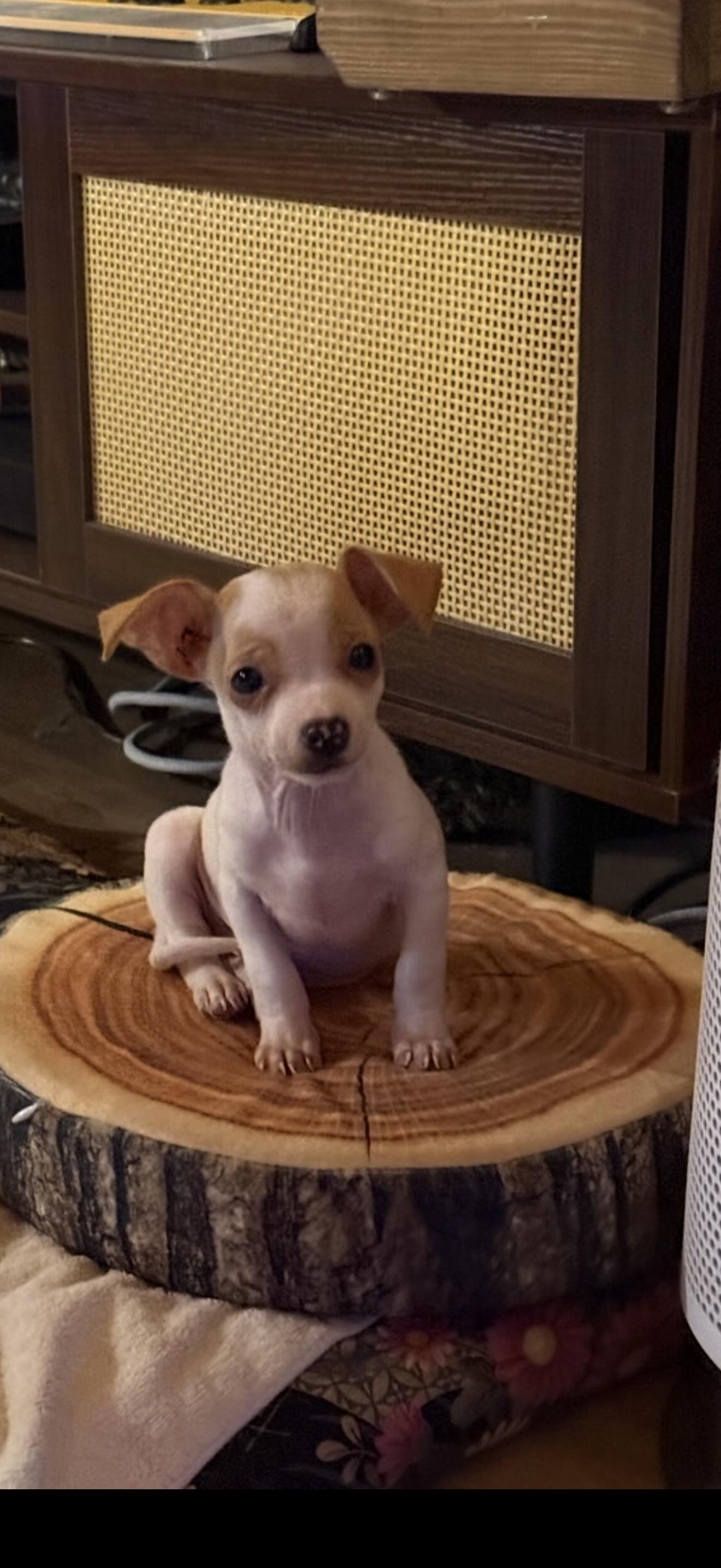 Chihuahua Puppies, a Adoptable Chihuahua in North Hollywood , CA image 4/5