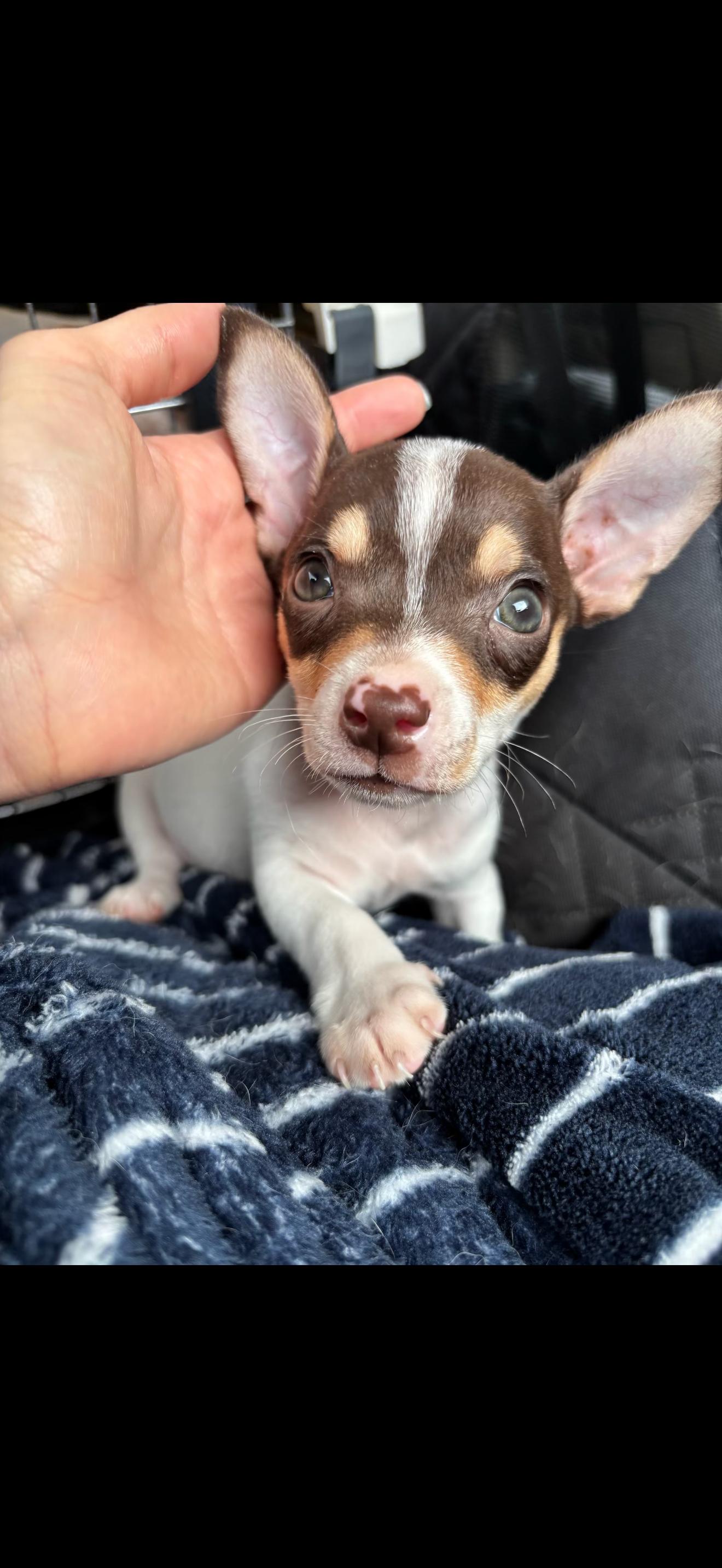 Chihuahua Puppies, a Adoptable Chihuahua in North Hollywood , CA image 1/5