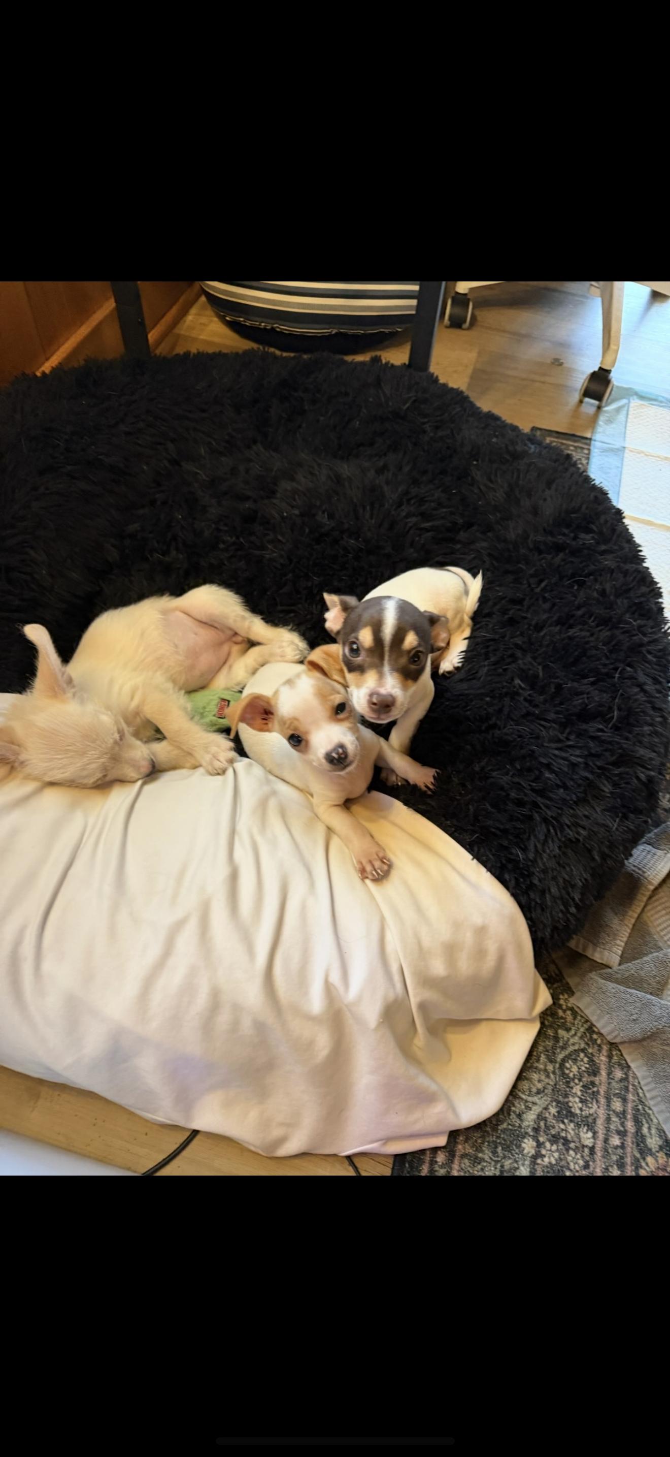 Chihuahua Puppies, a Adoptable Chihuahua in North Hollywood , CA image 5/5