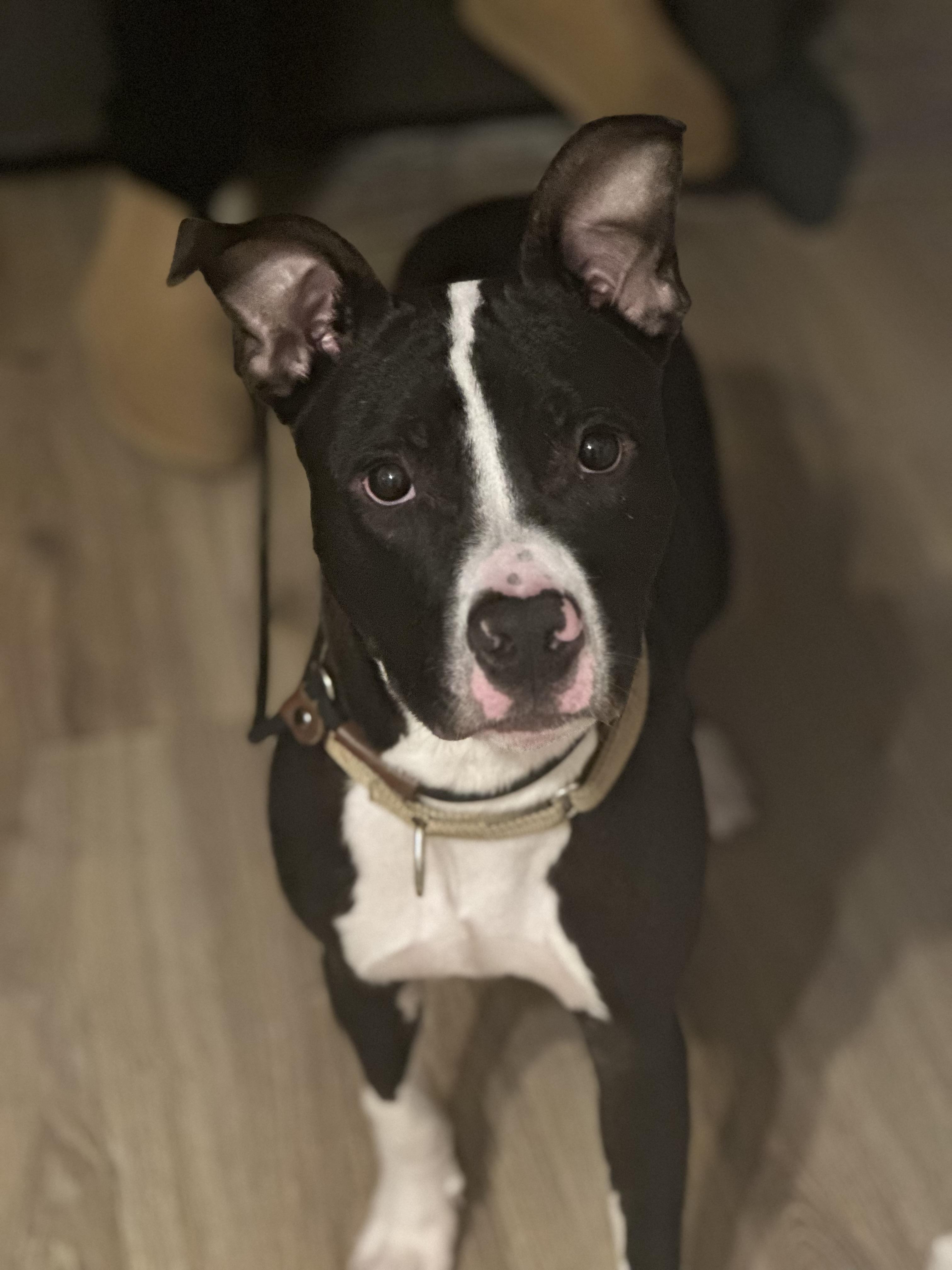 Enlarge Bolken, a Adoptable mixed breed in Oswego, IL image 2/6