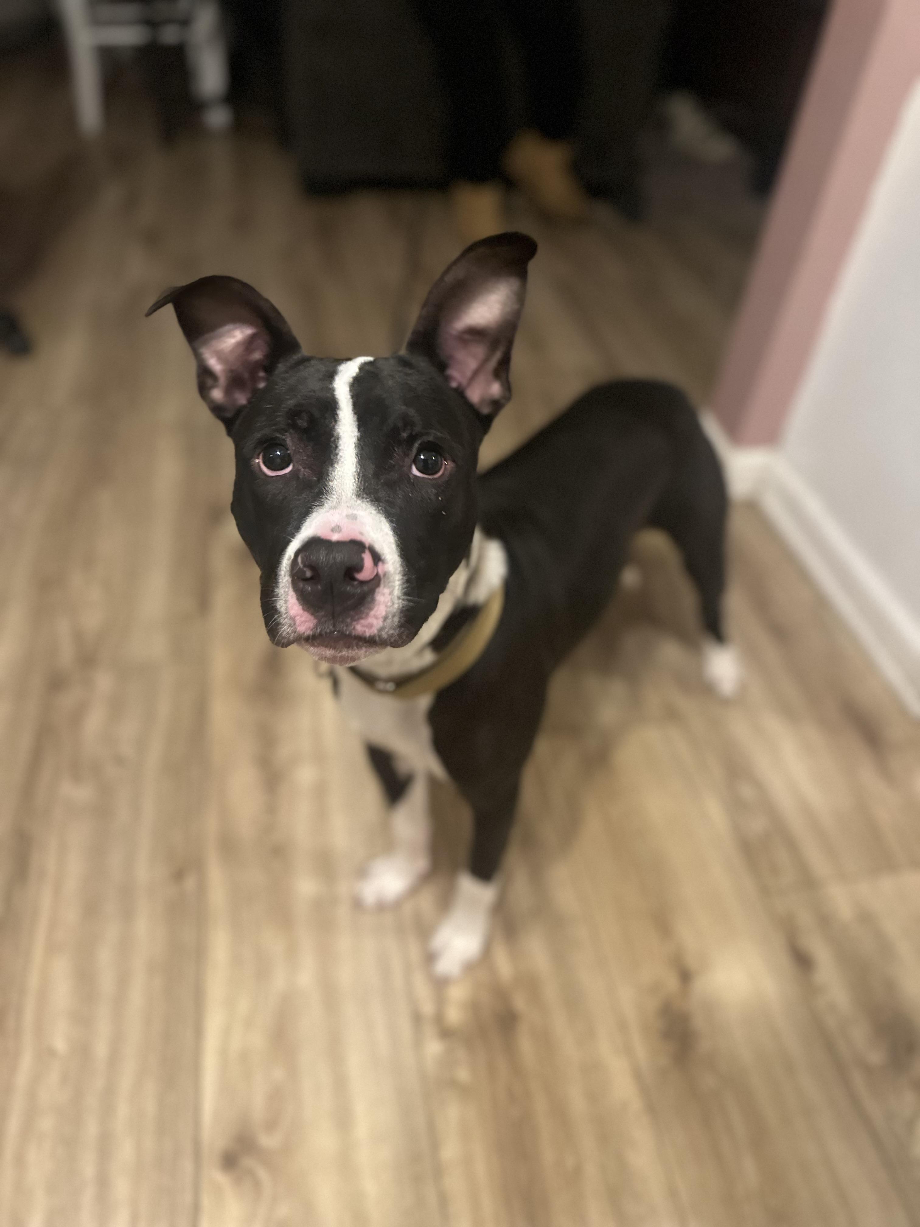 Bolken, Adoptable, Puppy Male Pit Bull Terrier.