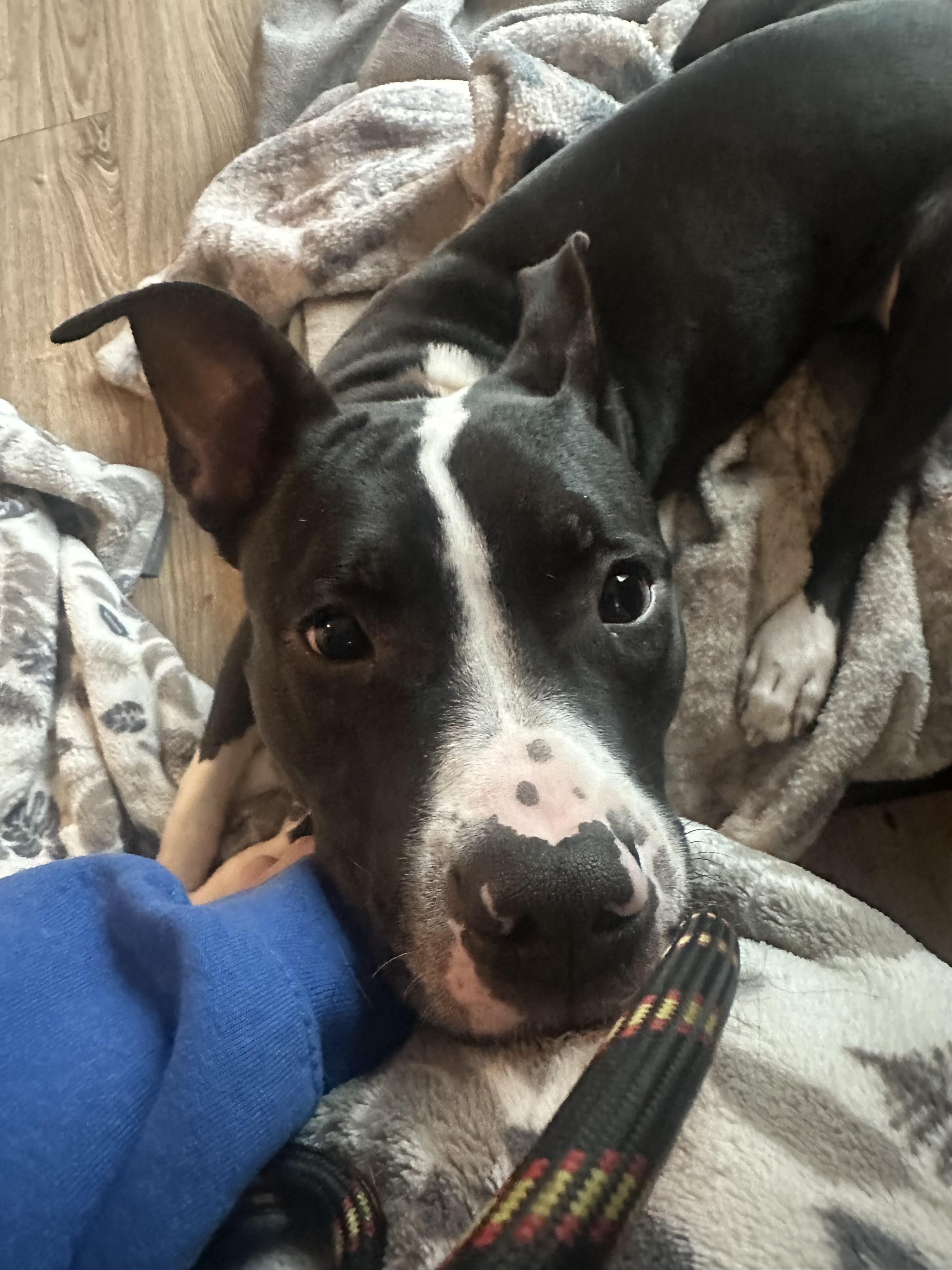 Enlarge Bolken, a Adoptable mixed breed in Oswego, IL image 4/6