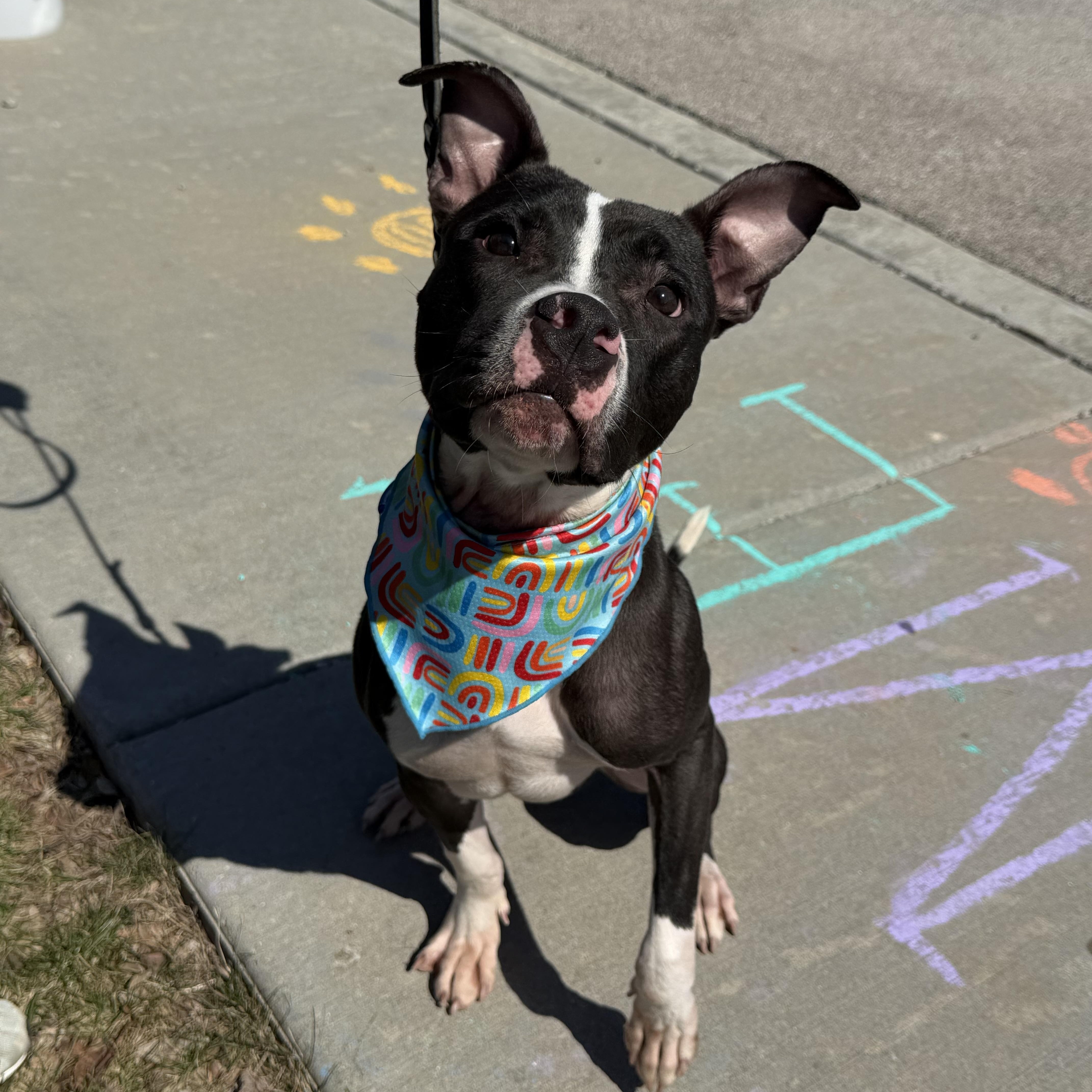 Enlarge Bolken, a Adoptable mixed breed in Oswego, IL image 2/6