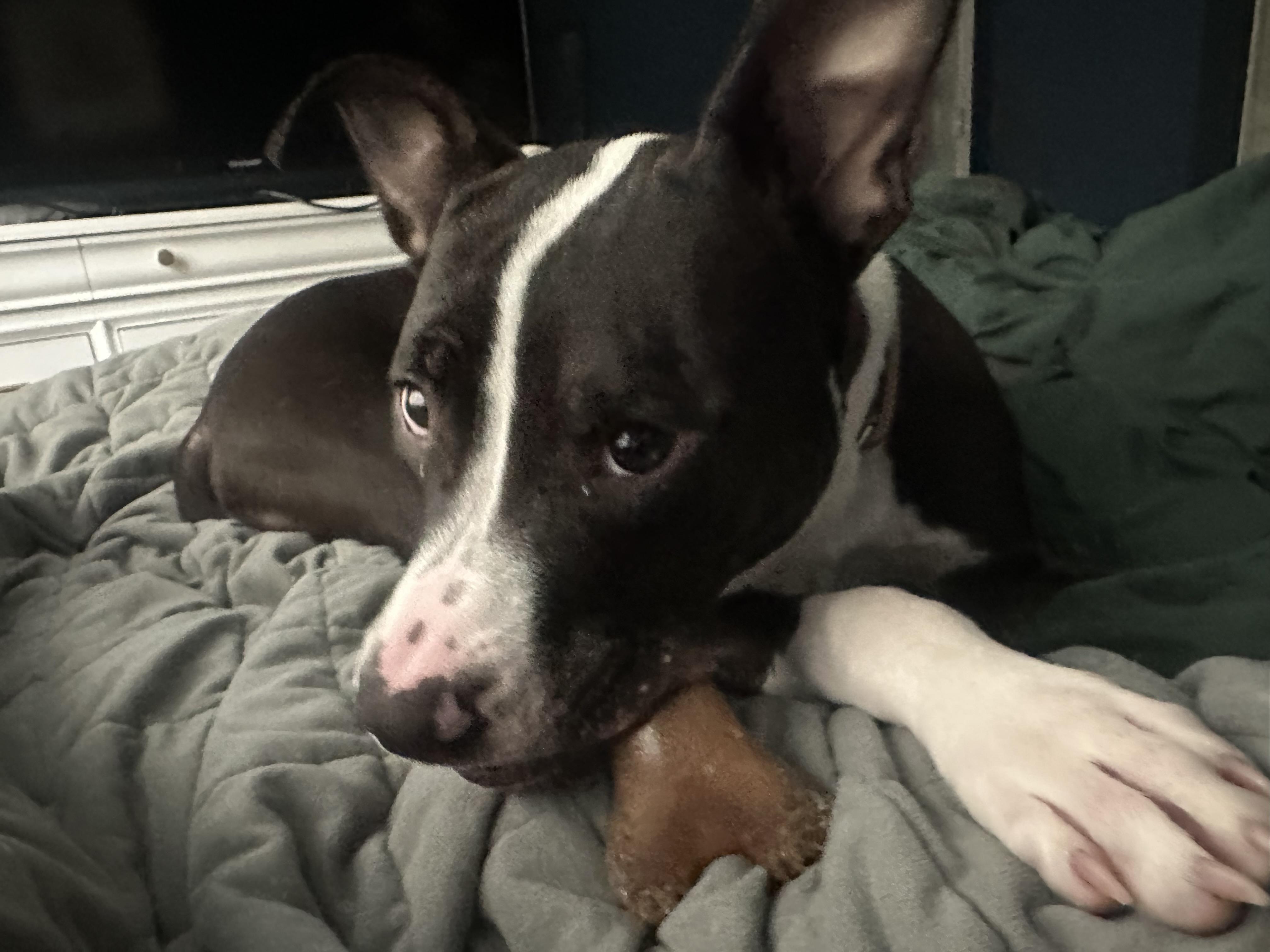 Enlarge Bolken, a Adoptable mixed breed in Oswego, IL image 6/6