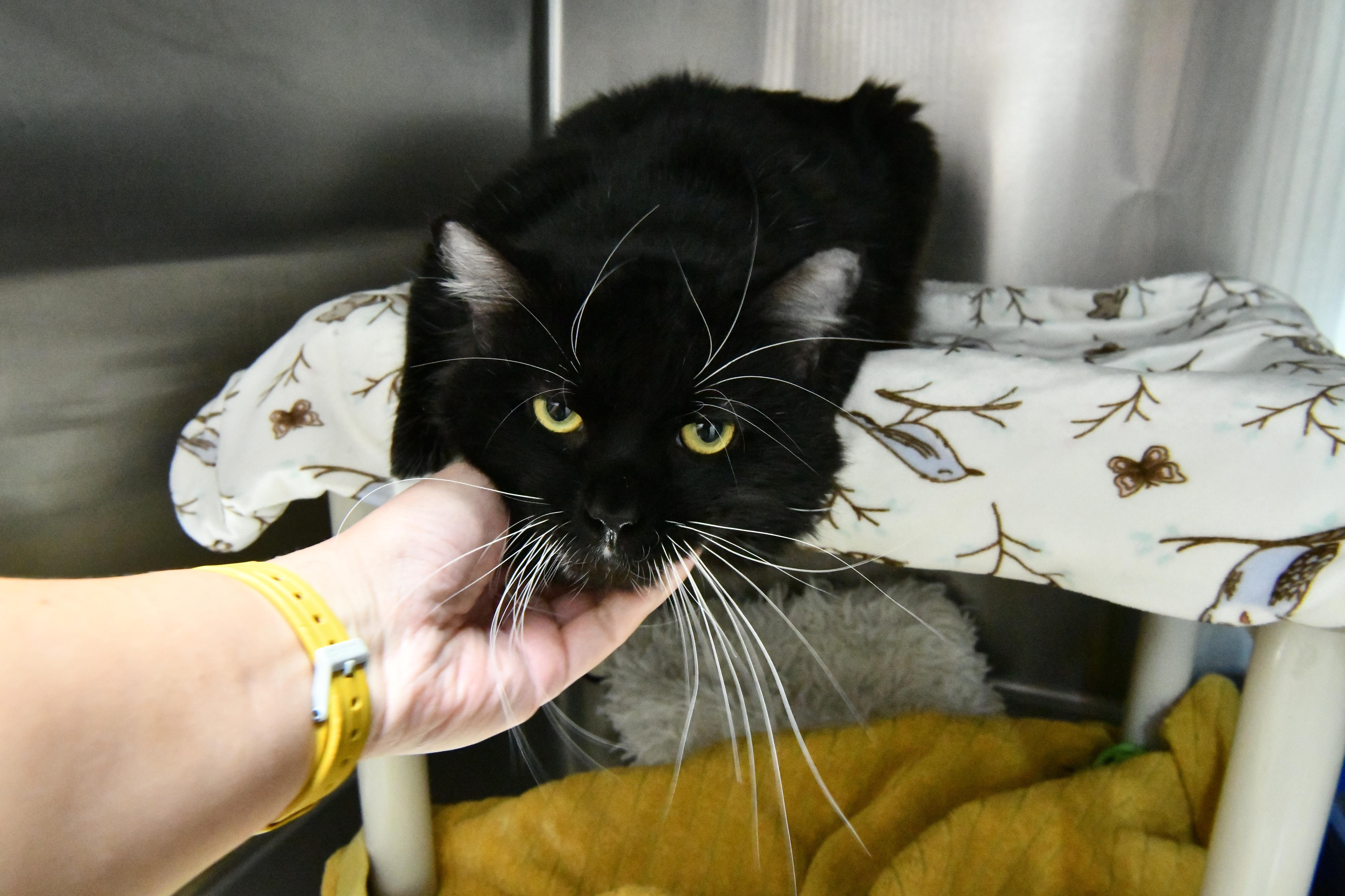 Randy, a ADOPTABLE Domestic Medium Hair in Fairhope, AL image 2/2