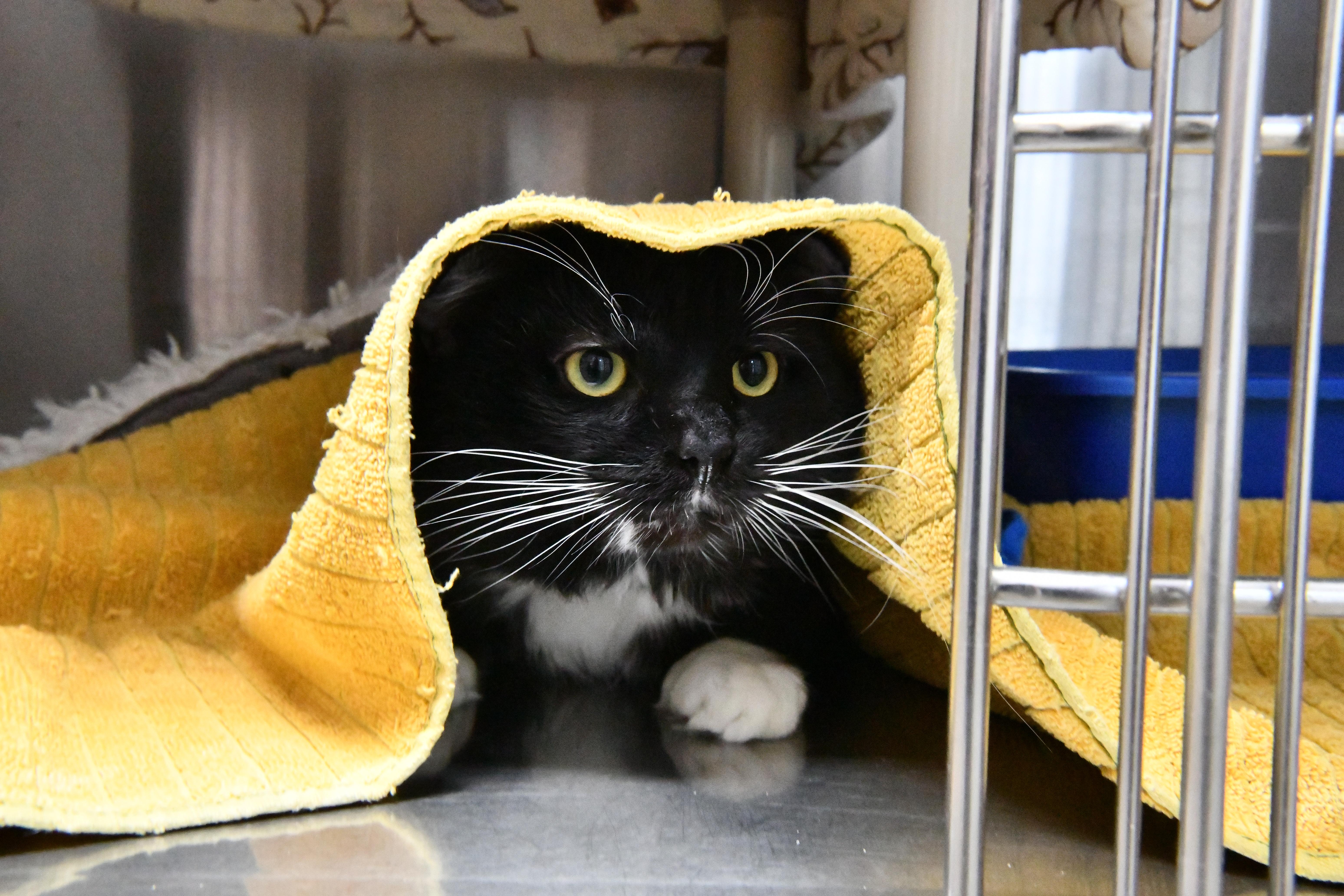 Randy, a ADOPTABLE Domestic Medium Hair in Fairhope, AL image 1/2