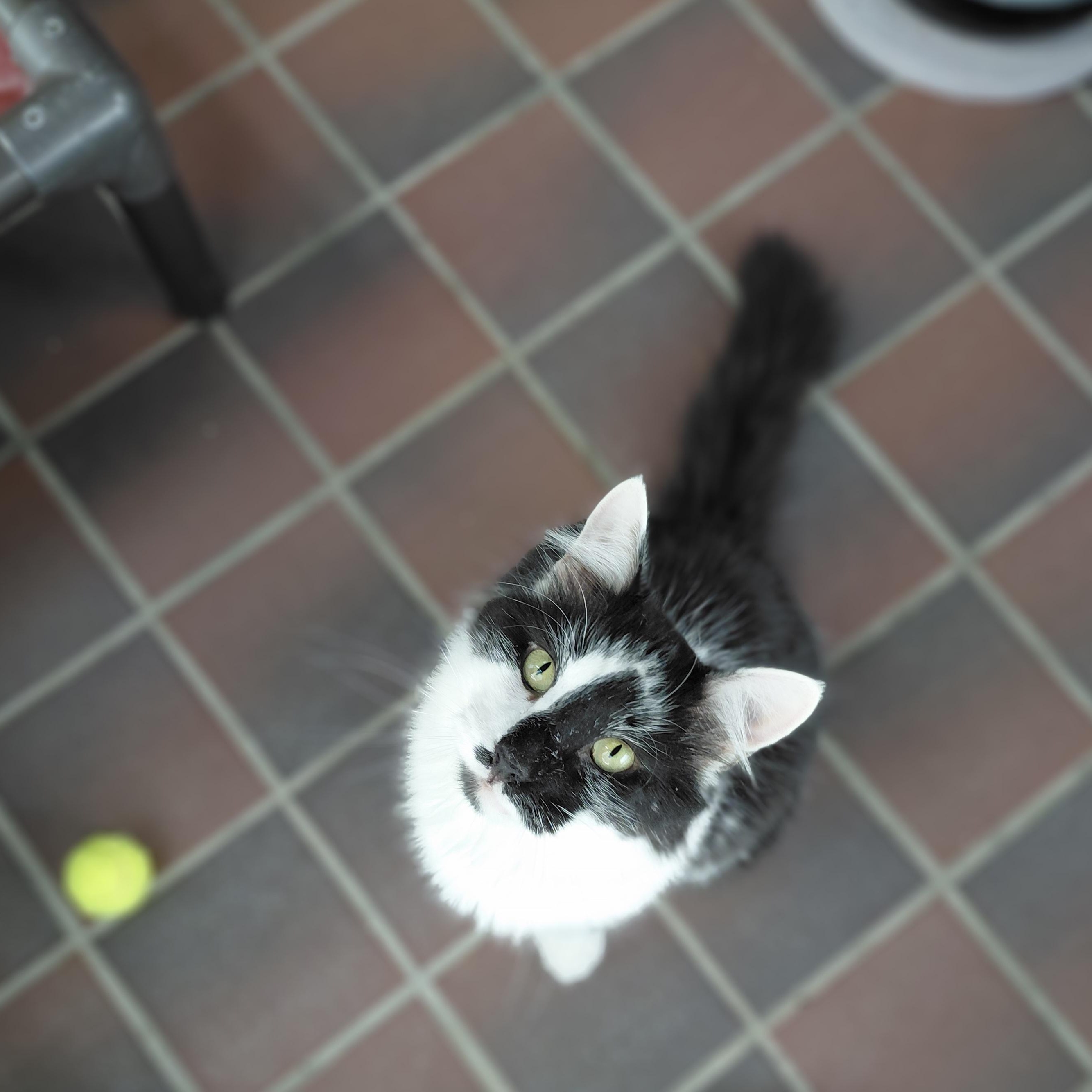 Enlarge Lenny, a Adoptable Domestic Long Hair in Littleton, NH image 3/4