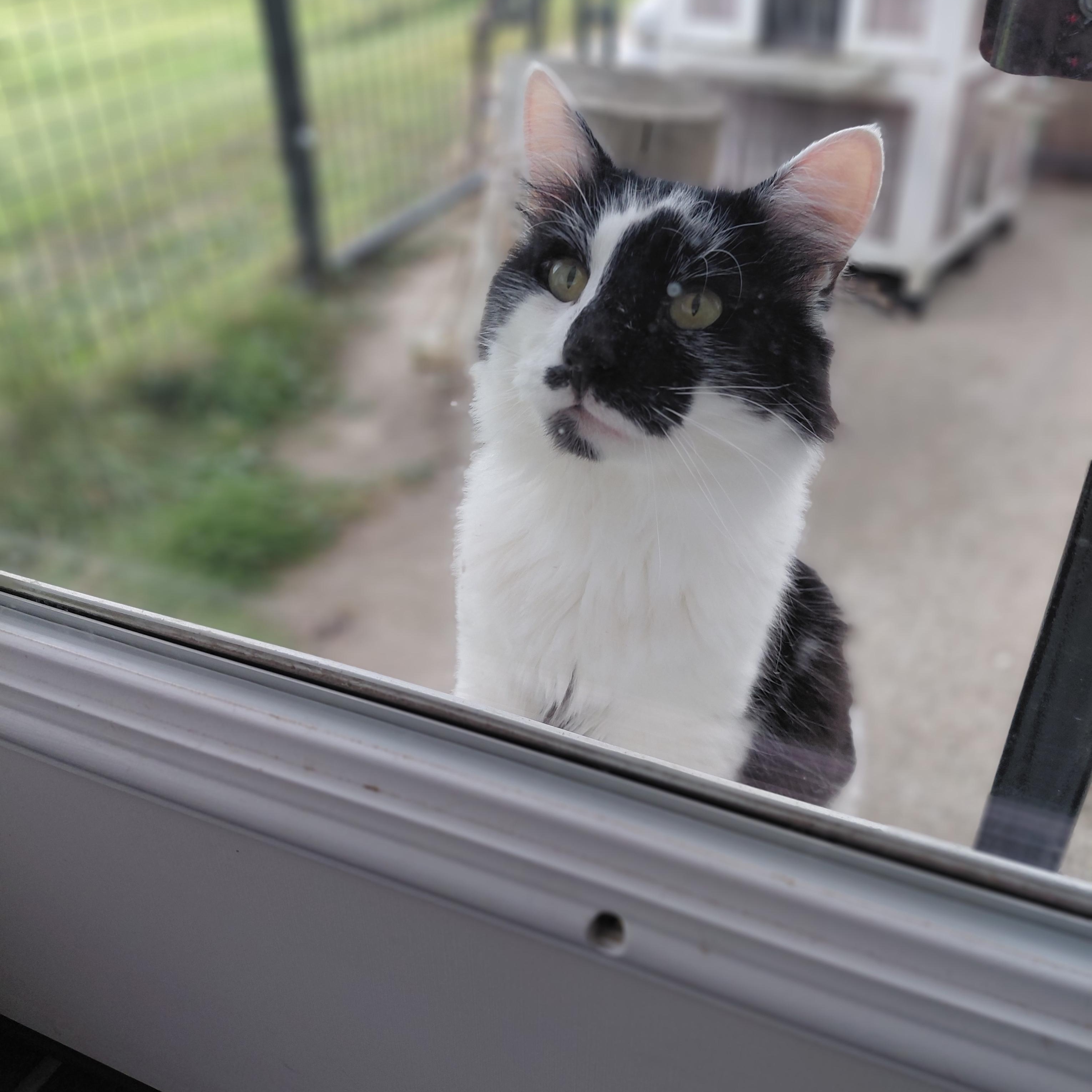 Enlarge Lenny, a Adoptable Domestic Long Hair in Littleton, NH image 2/4
