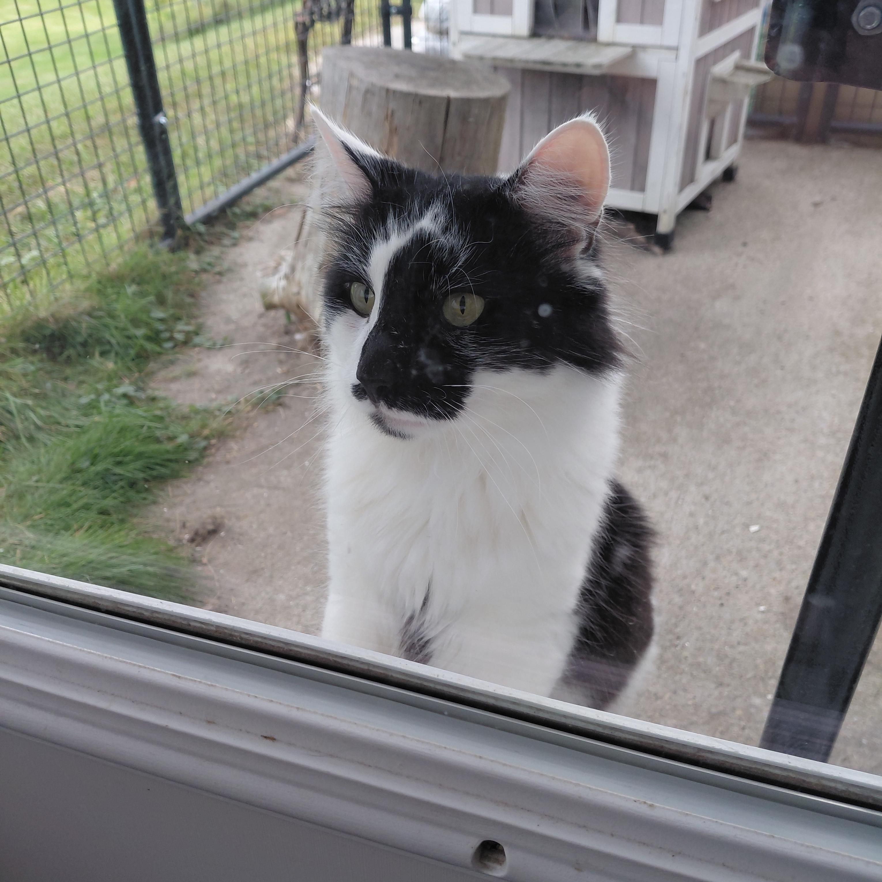 Enlarge Lenny, a Adoptable Domestic Long Hair in Littleton, NH image 4/4