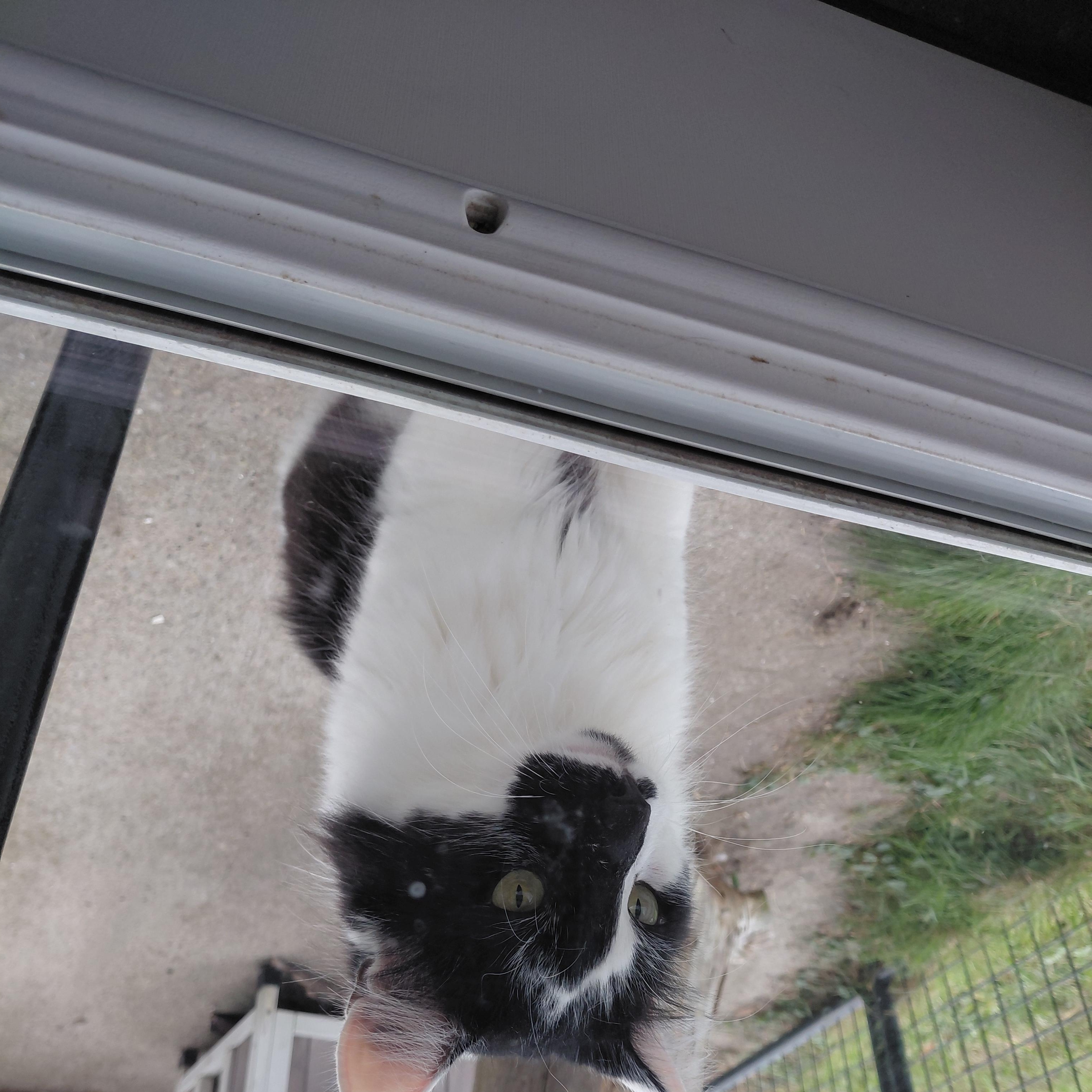 Enlarge Lenny, a Adoptable Domestic Long Hair in Littleton, NH image 4/4