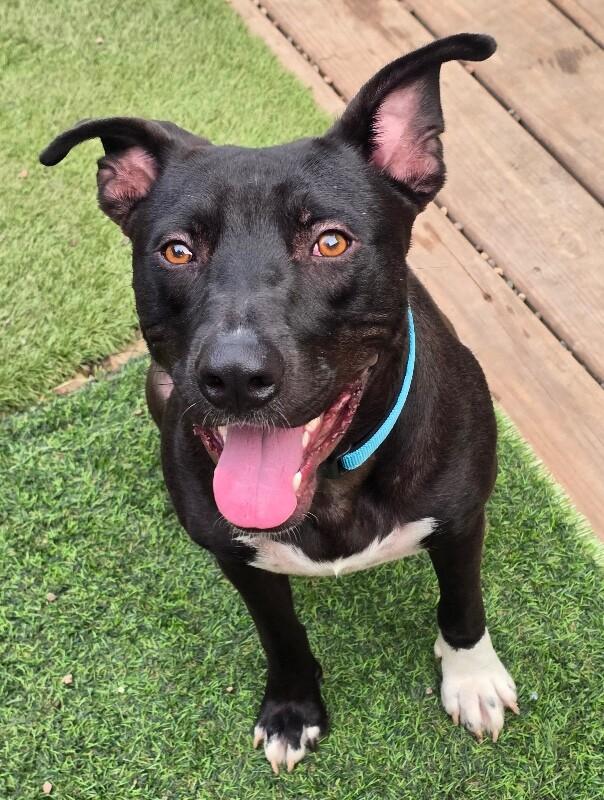 Huxley, Adoptable, Adult Male Pit Bull Terrier & German Shepherd Dog.