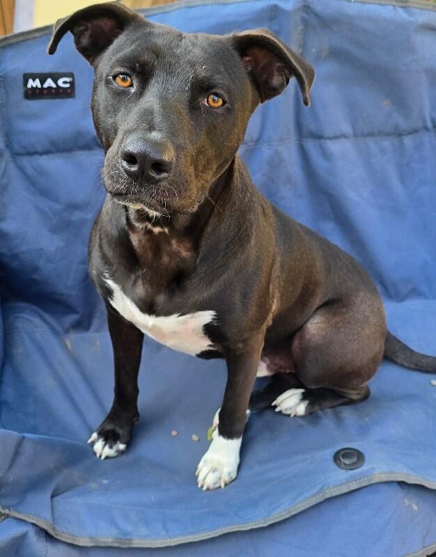 Huxley, a Adoptable mixed breed in Alma, WI image 2/6