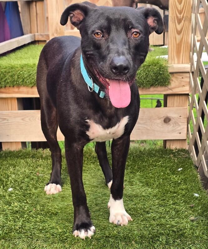 Huxley, a Adoptable mixed breed in Alma, WI image 3/6