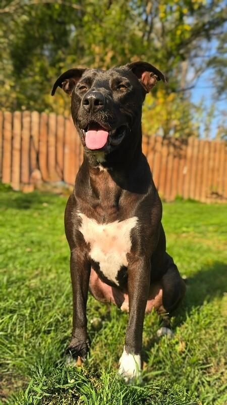 Huxley, a Adoptable mixed breed in Alma, WI image 4/6